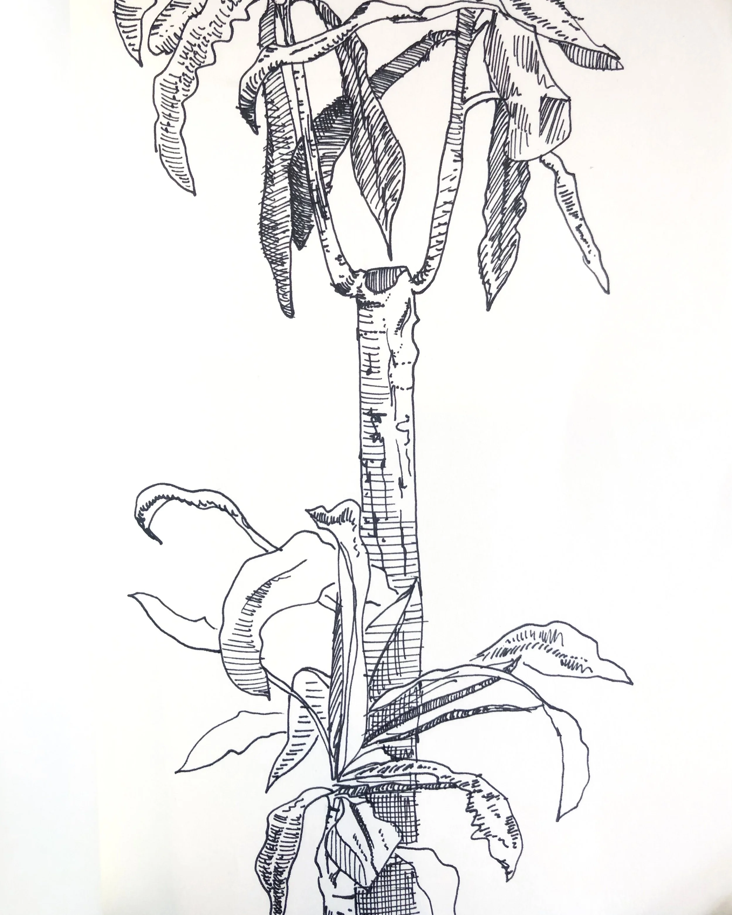tree.jpg