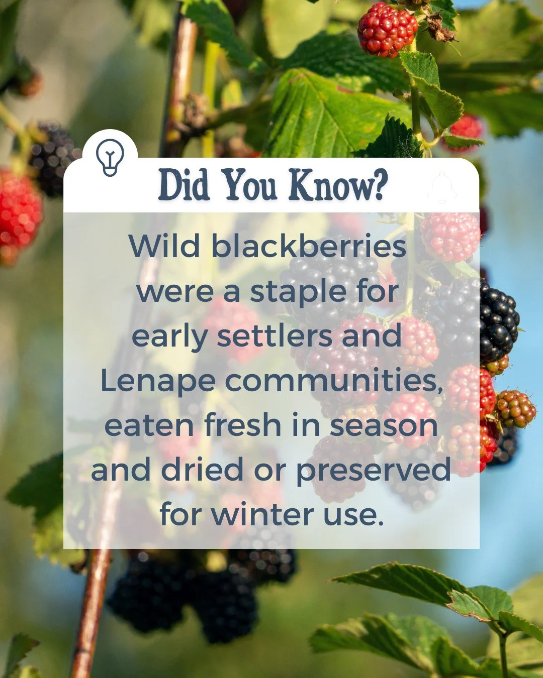 🫐 Did You Know?⁠
⁠
Wild blackberries were a staple for both Lenape communities and early settlers &mdash; enjoyed fresh in summer and preserved for the colder months ahead.⁠
⁠
This Saturday, September 27, at Harvest Roots, we&rsquo;re honoring that 