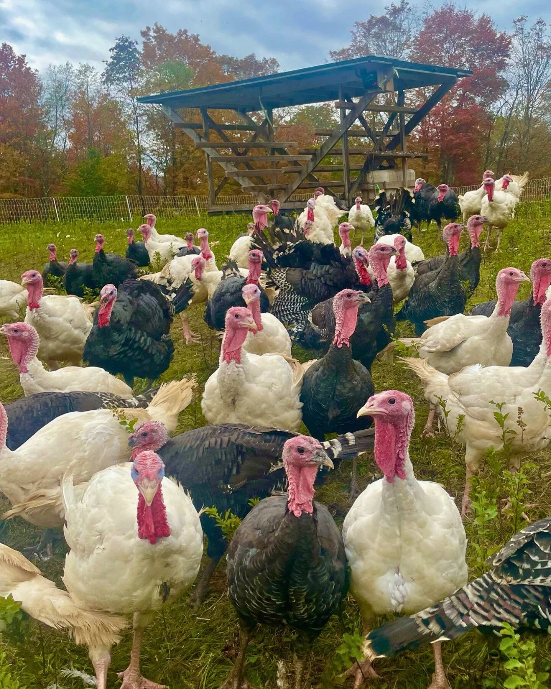 🦃 Bring Home a Farm-Raised Turkey from @TwoCreek Farm⁠
⁠
Why choose a certified-organic, pasture-raised turkey this Thanksgiving?⁠
⁠
🌿 Unmatched flavor and nutrition⁠
☀️ Raised outdoors on pasture in mobile shelters⁠
🐛 Fed a natural diet of grass,