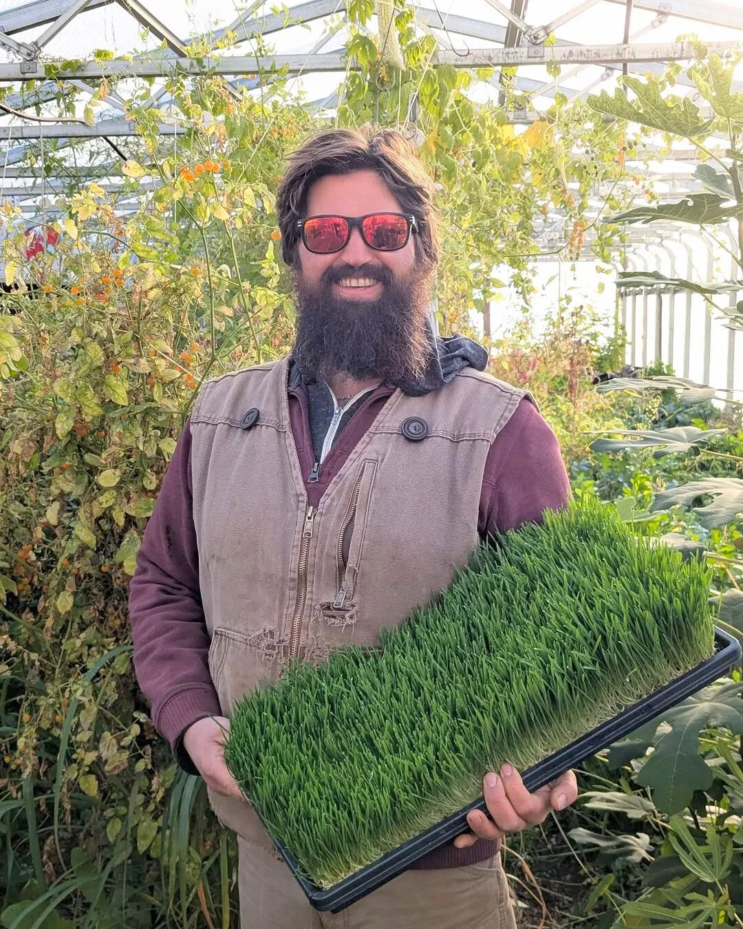 🌱 Thanksgiving Offerings from @SproutingDreamsFarm ⁠
⁠
Microgreens, sunflower shoots, winter squash, potatoes, onions, and more &mdash; all grown with love and care by Eugene 💚⁠
⁠
We asked Eugene what he&rsquo;s grateful for this year, and his answ