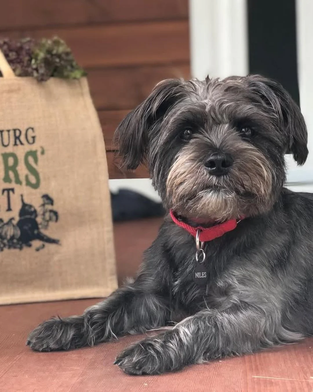 🐶 Friendly reminder for our four-legged market visitors:⁠
⁠
We LOVE seeing your dogs at the market &mdash; but please keep them on a short leash and close by at all times so everyone can safely enjoy the morning together. 💛⁠
⁠
If your pup isn&rsquo