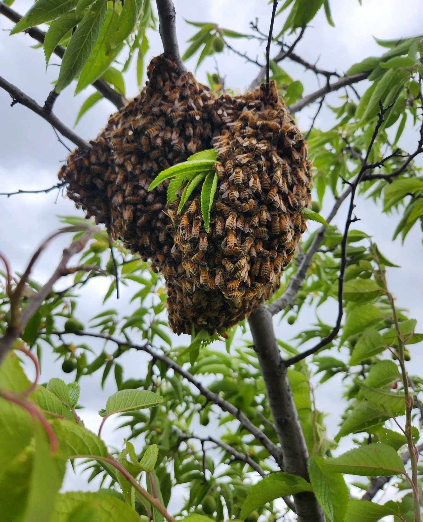 🐝 Have you seen a bee swarm?⁠
⁠
A swarm forms when thousands of honey bees leave their hive together in search of a new place to live. While it can look alarming at first, swarming bees are usually focused on protecting their queen and finding a saf