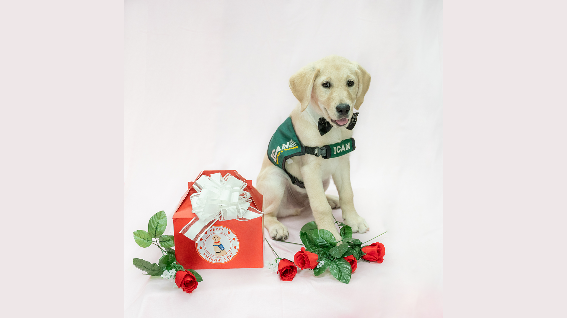Share the love with ICAN’s Puppy Love Valentines