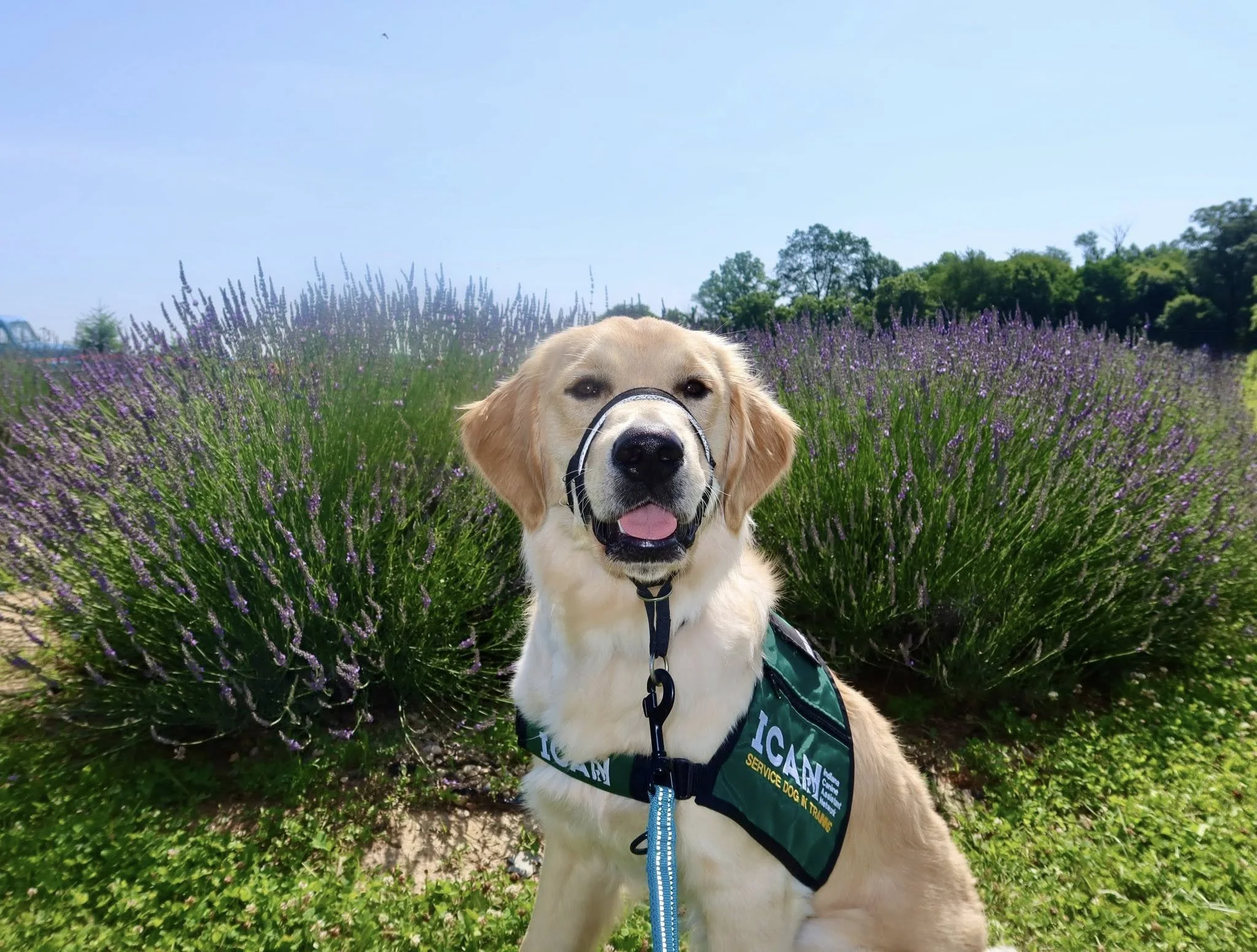 Celebrate the Dog Days of Summer With Us at Local Farmers Markets