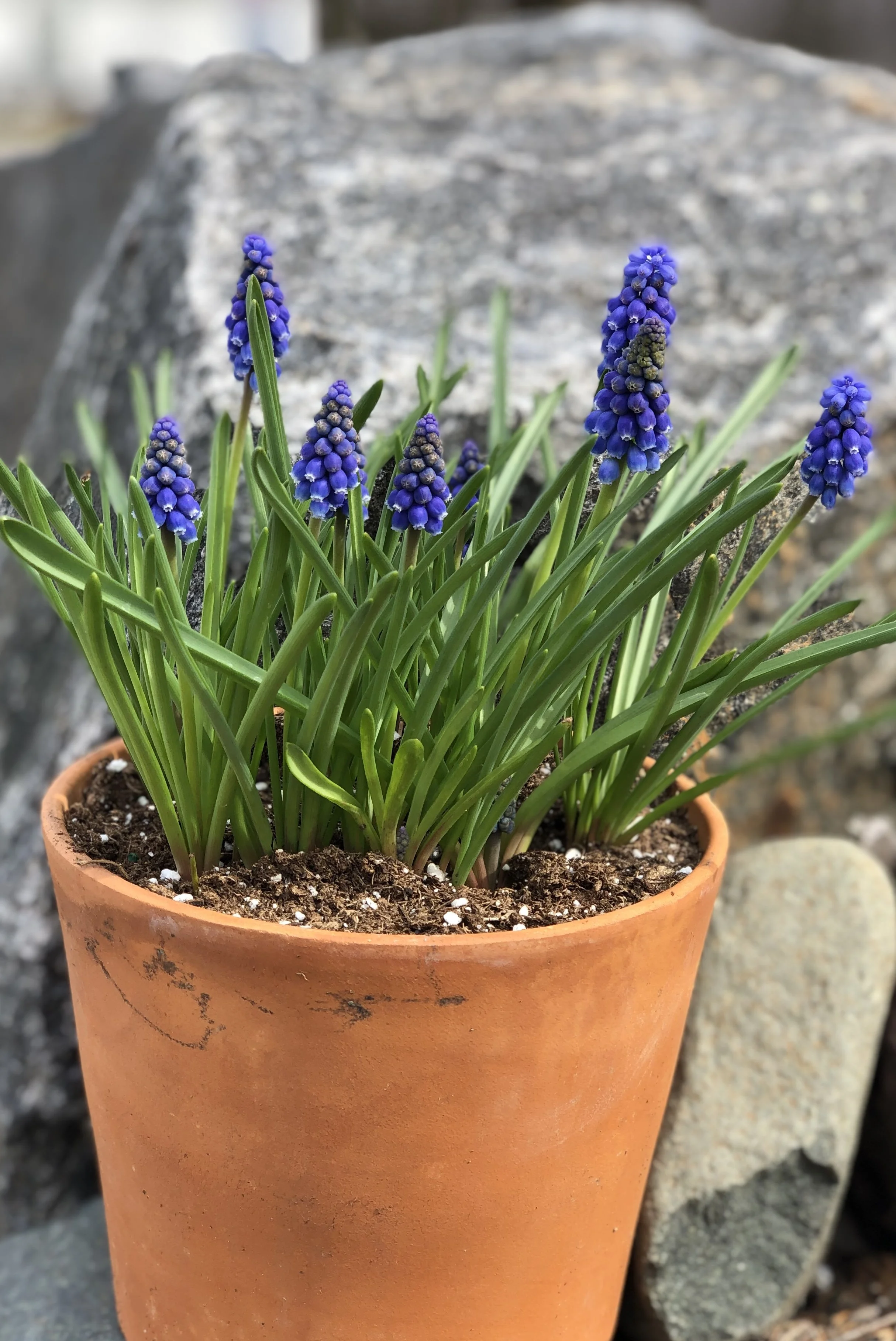 Dark Eyes Muscari - 20 bulbs