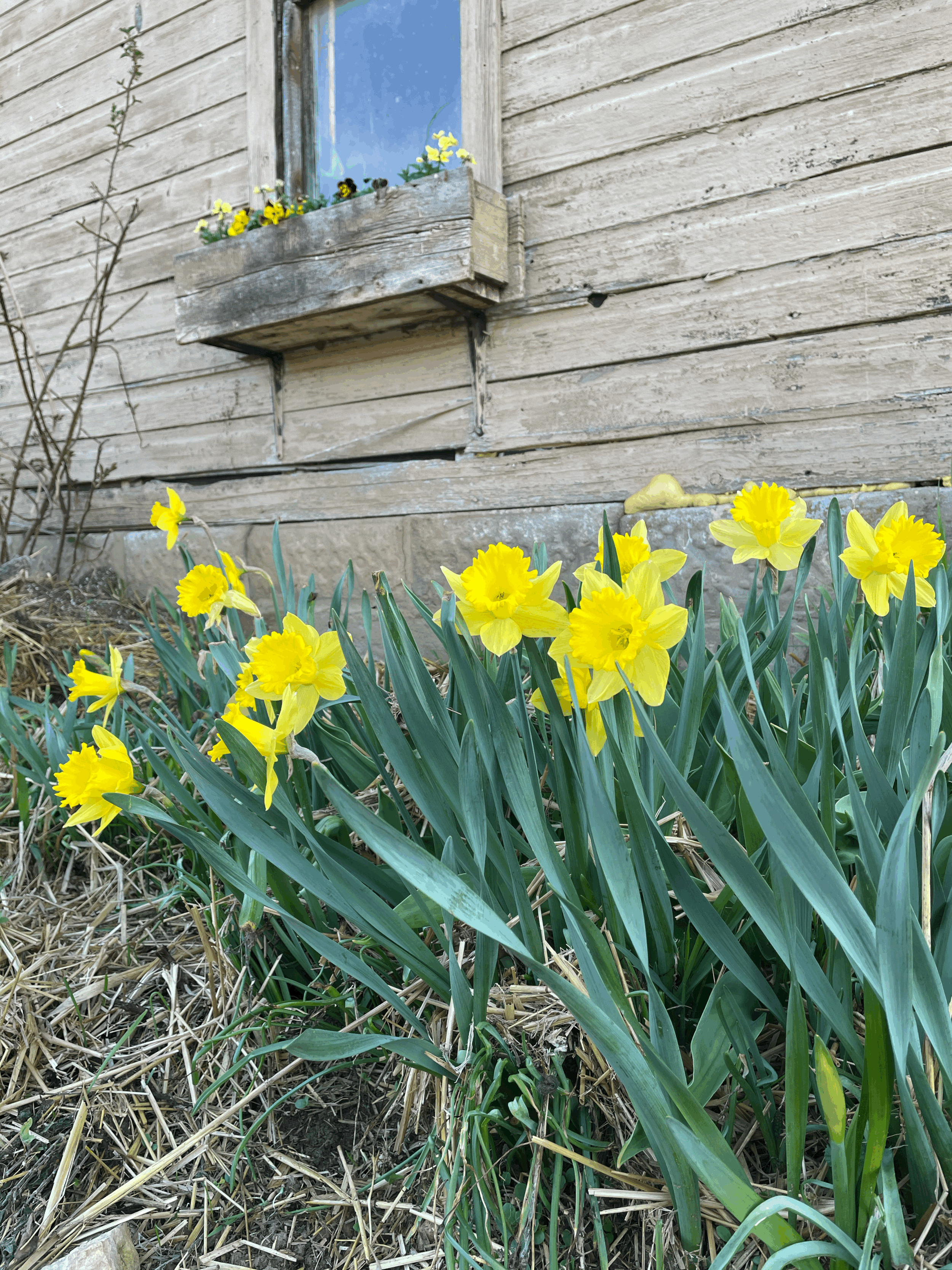 Dutch Master Daffodil - 10 bulbs