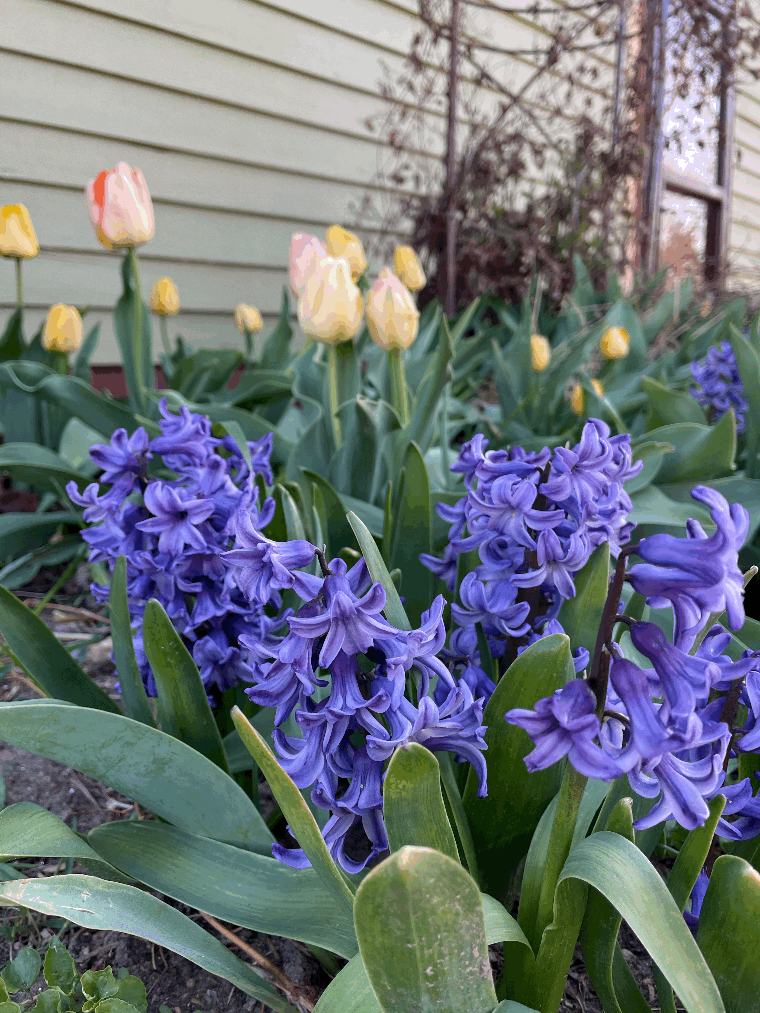 Peter Stuyvesant Hyacinths - 3 bulbs
