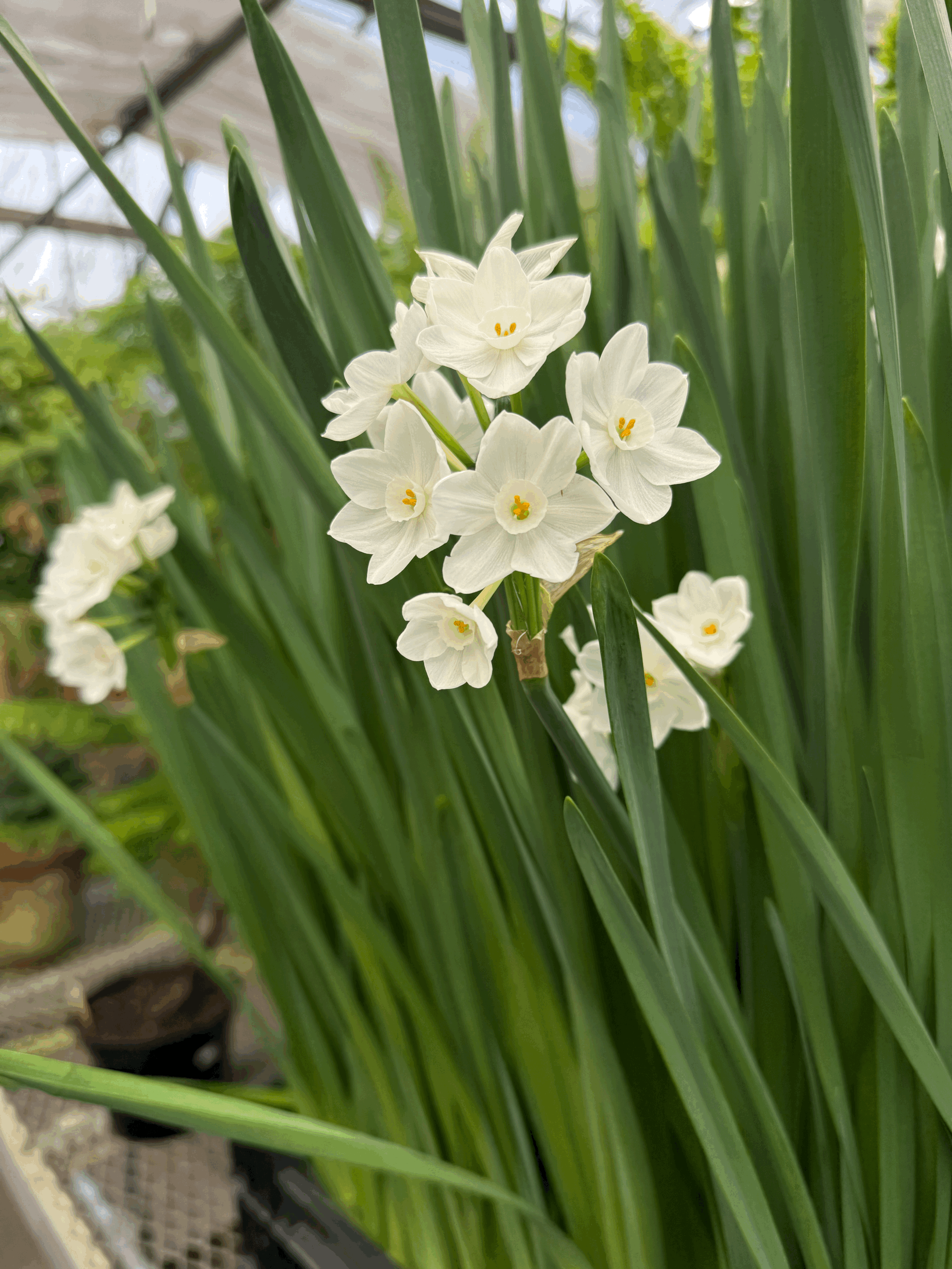 Paperwhites Narcissus - 5 bulbs