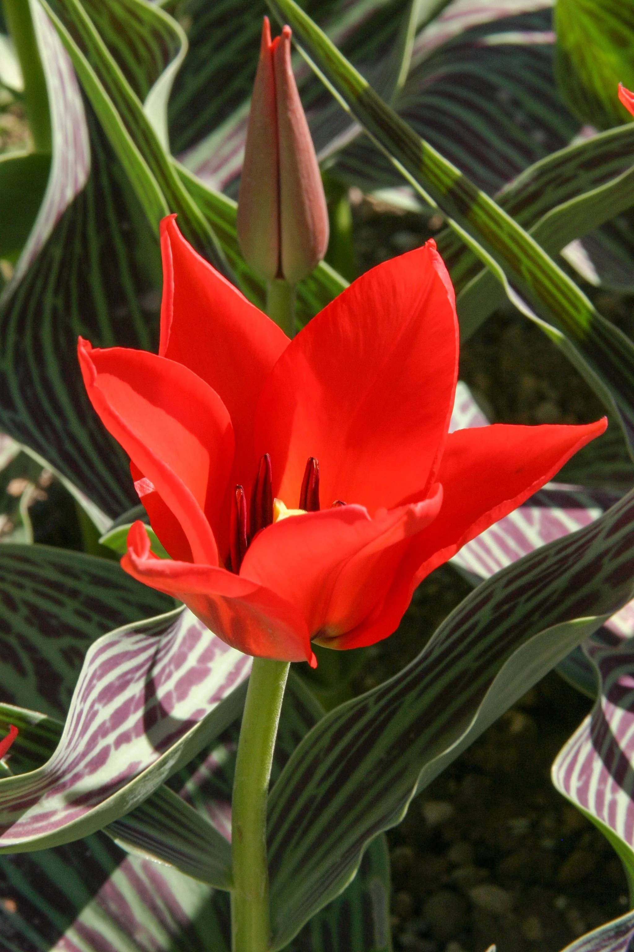 Red Riding Hood Tulip - 10 bulbs
