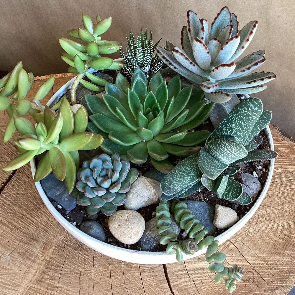 Succulent Bowl  Sunset Gardens Greenhouse & Floral