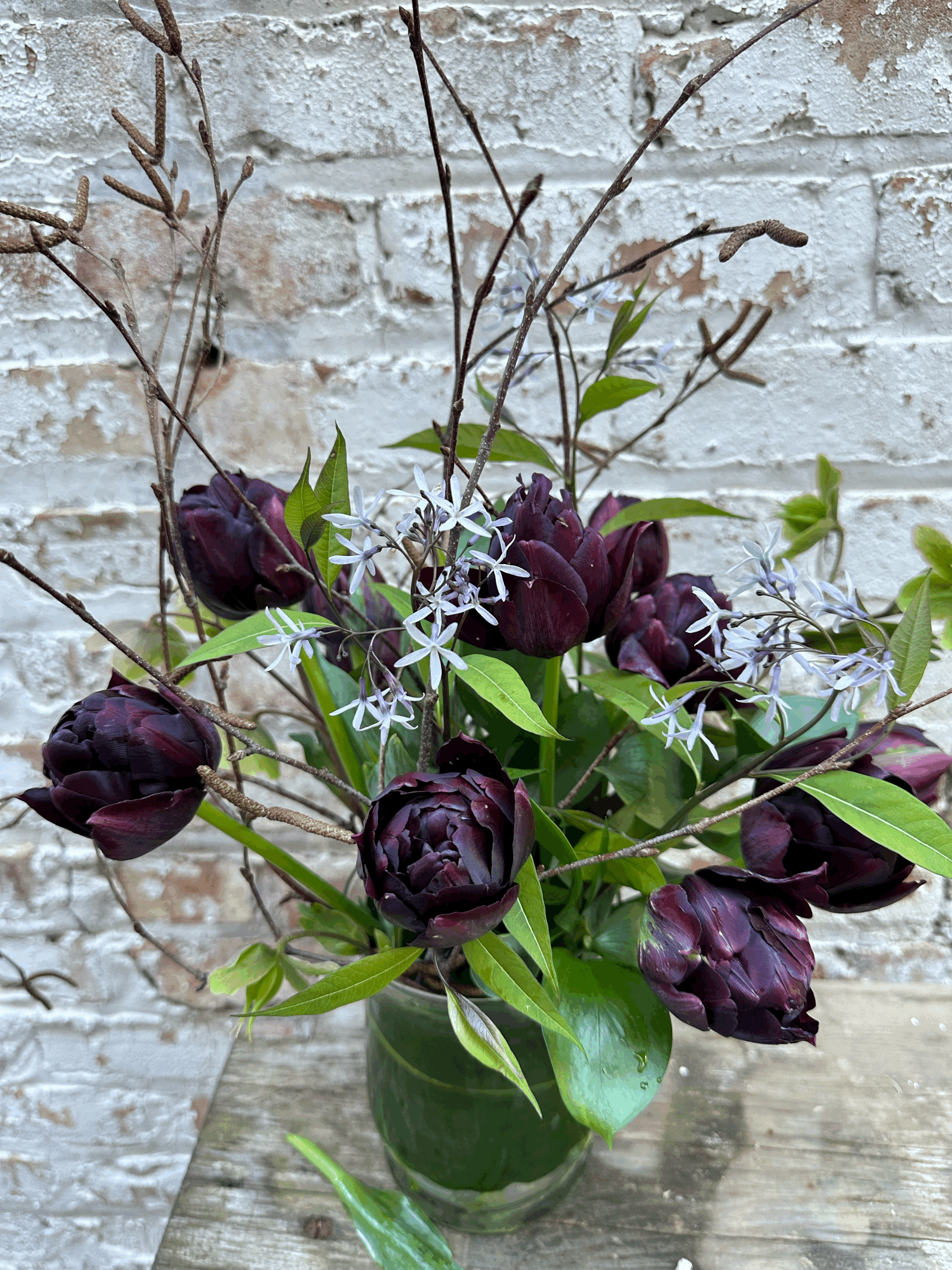 Black Hero Tulip - 10 bulbs
