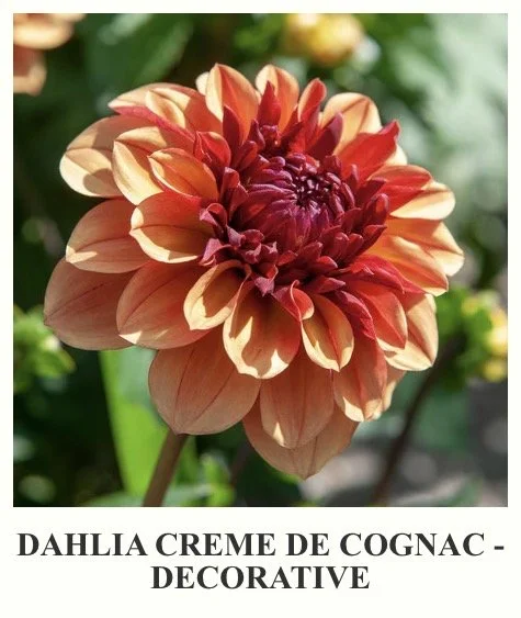 Crème De Cognac - Dahlia Tuber