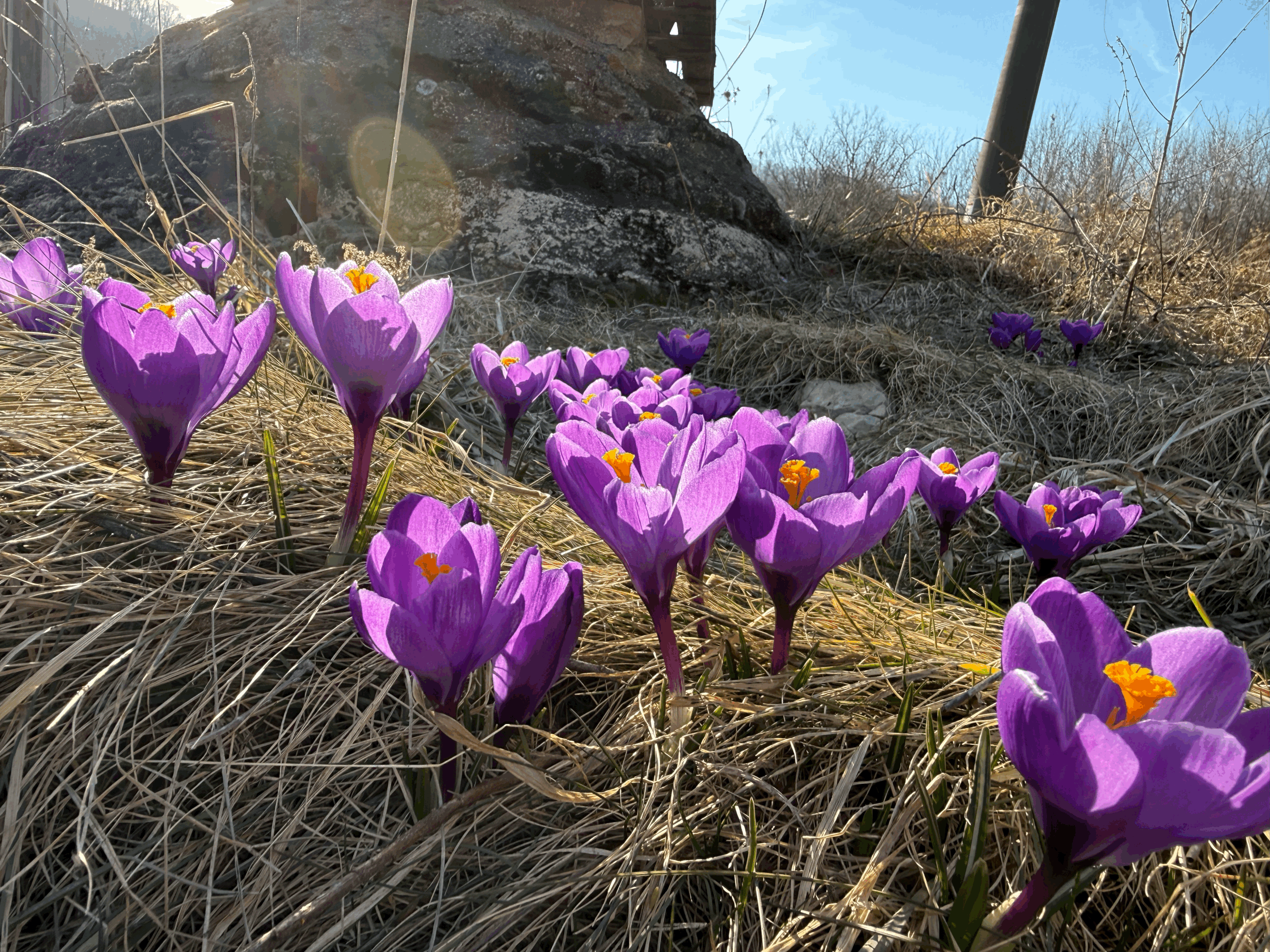 Remembrance Crocus - 15 bulbs