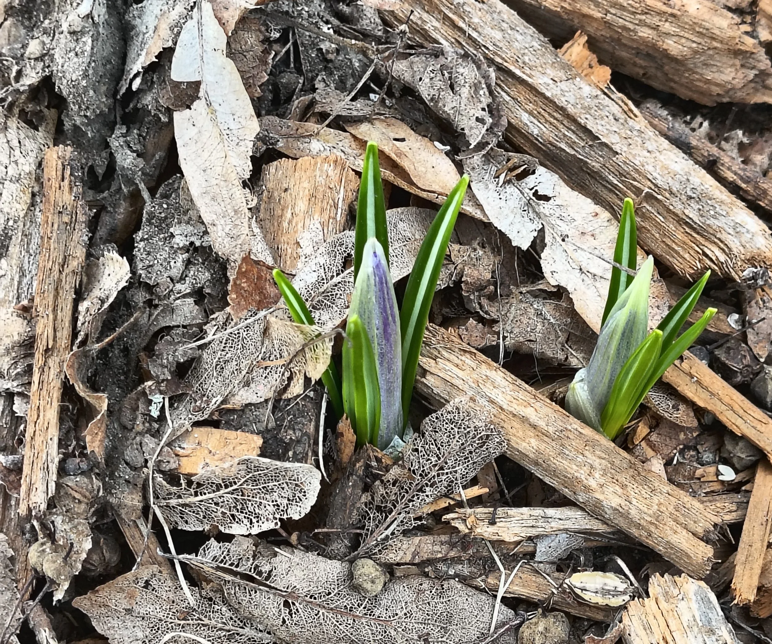 Looking for Spring