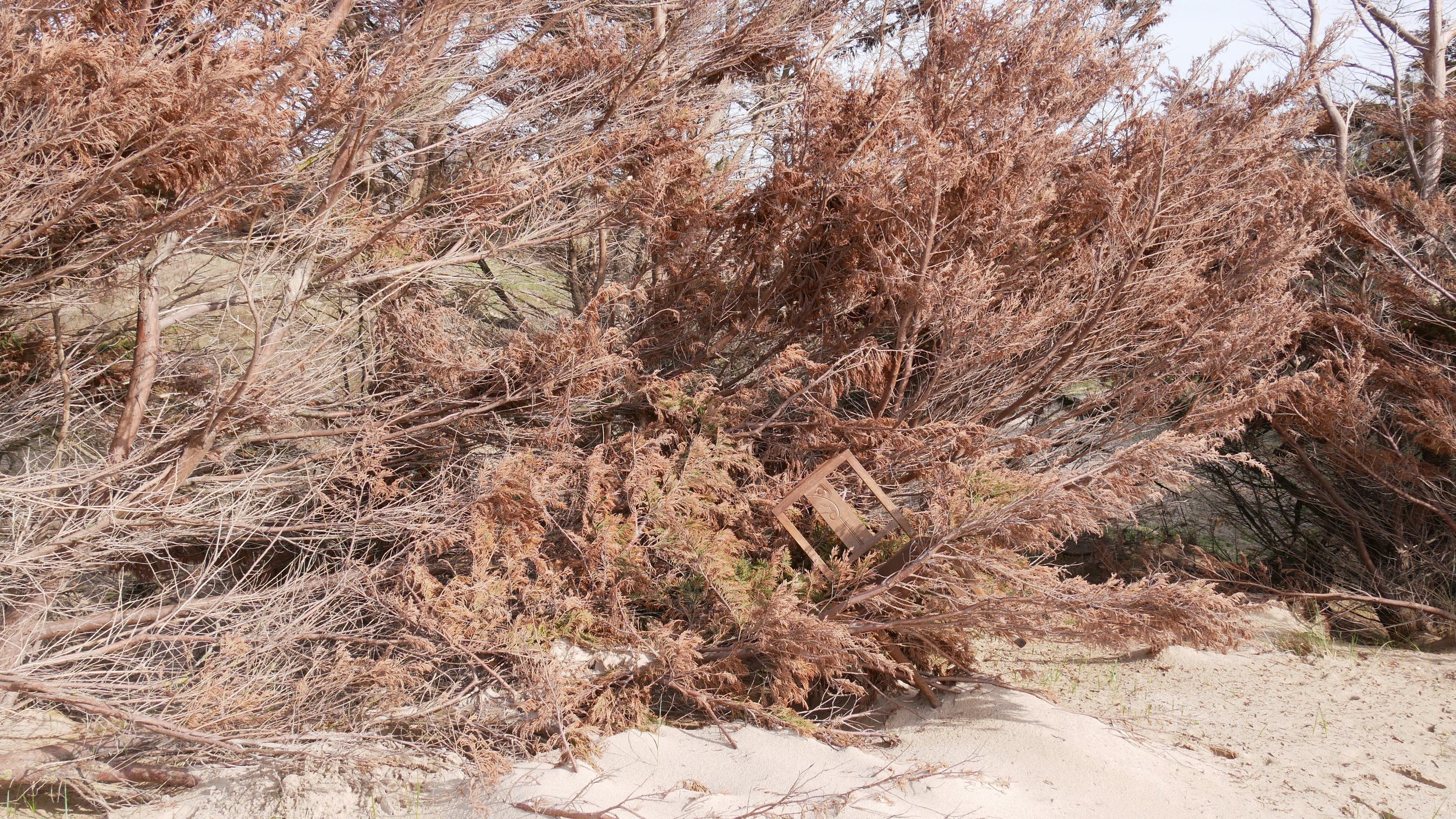 Une tentative de retour aux origines