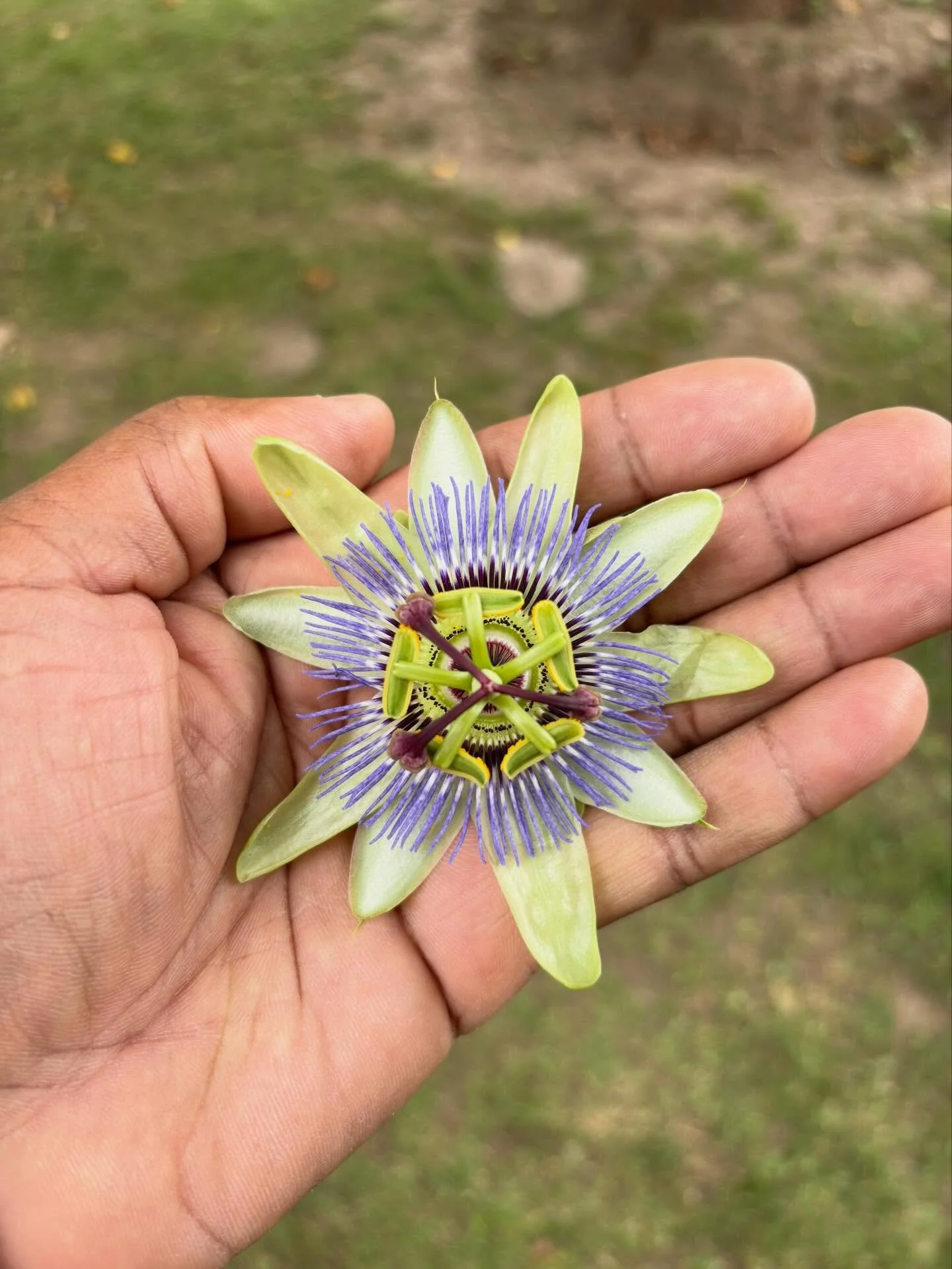 From the thin, sacred air of Cusco, where mountains hold memory and time feels generous, I&rsquo;ve had space to slow down, breathe deeply, and reflect. Being here has reminded me that life&mdash;like the passionflower also known as maypop&mdash;is b