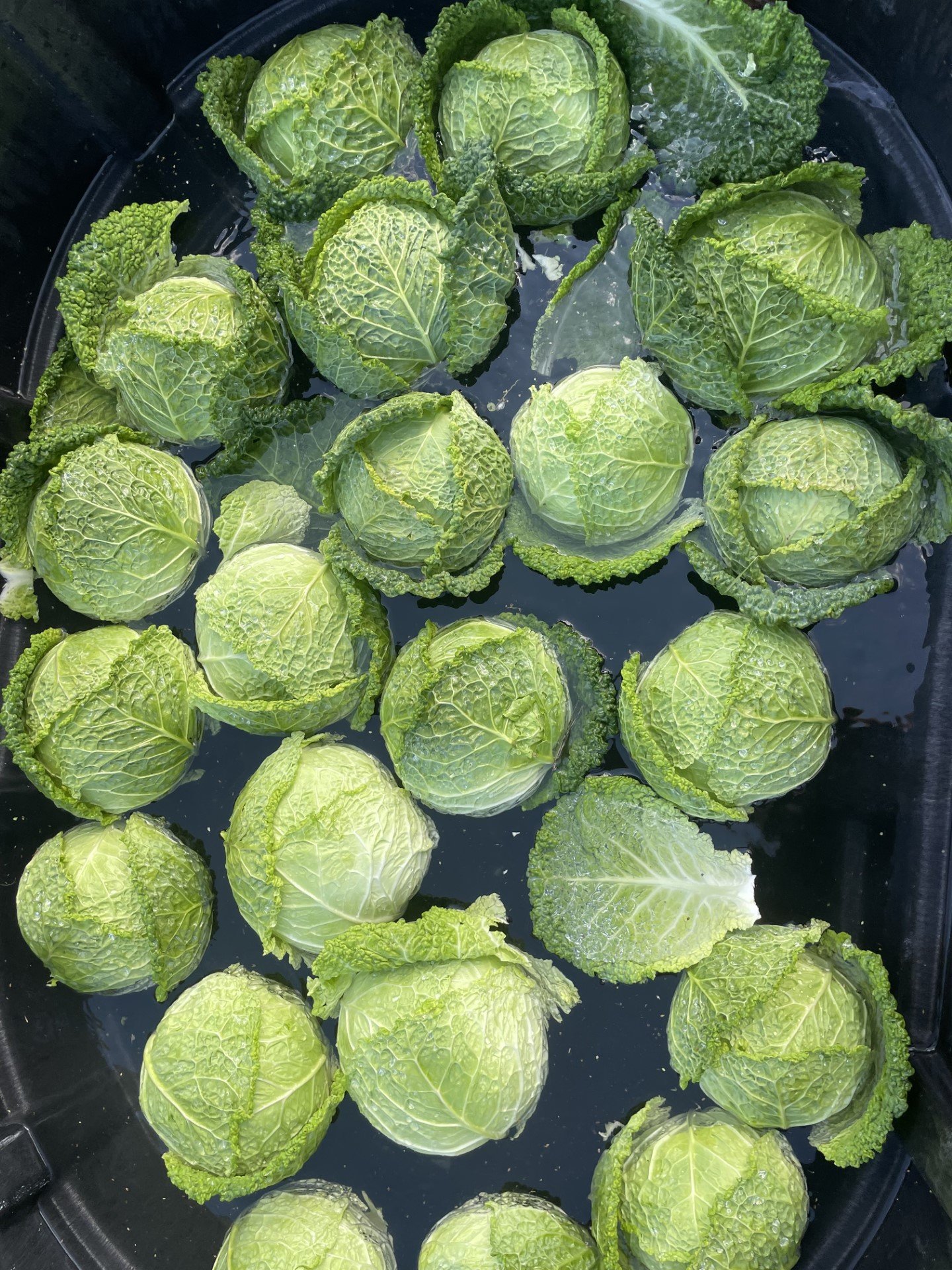 Cabbage.jpg