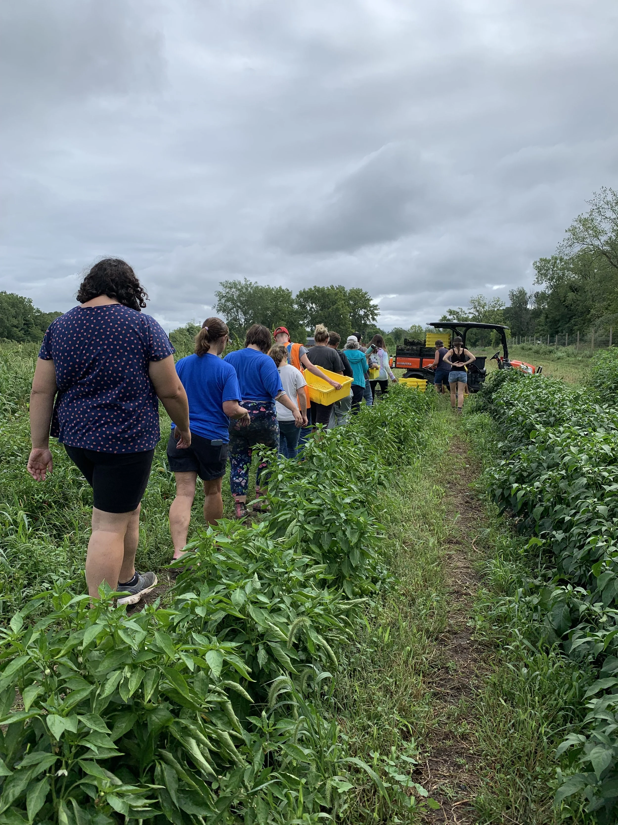 Program apprentices walking in a line through the farm crops to a utility vehicle. Learning vocational skills on a care farm. 