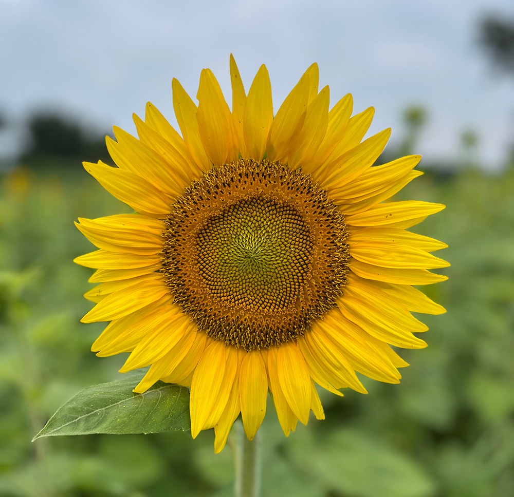 sunflower.png