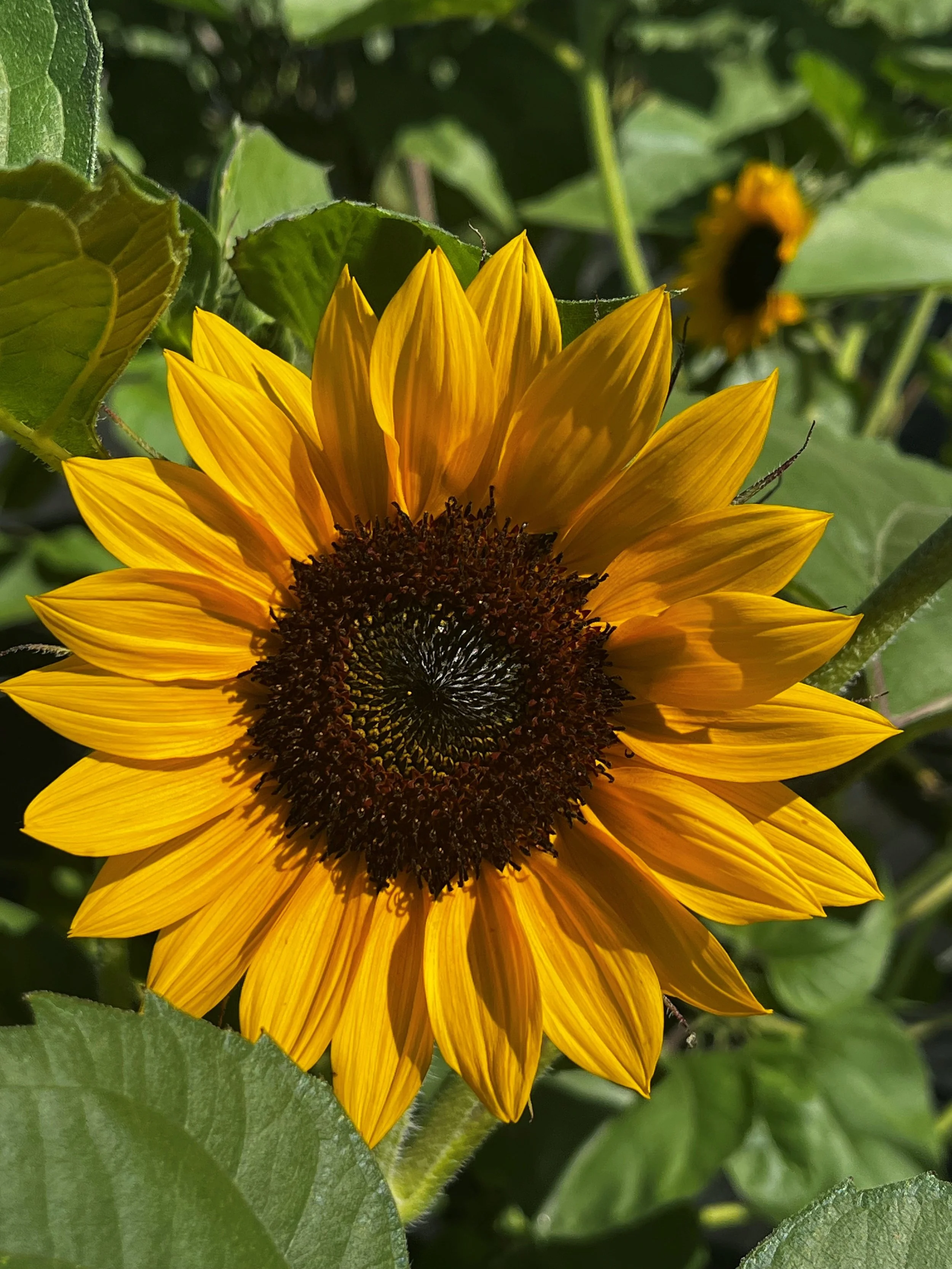 flowers4.jpg