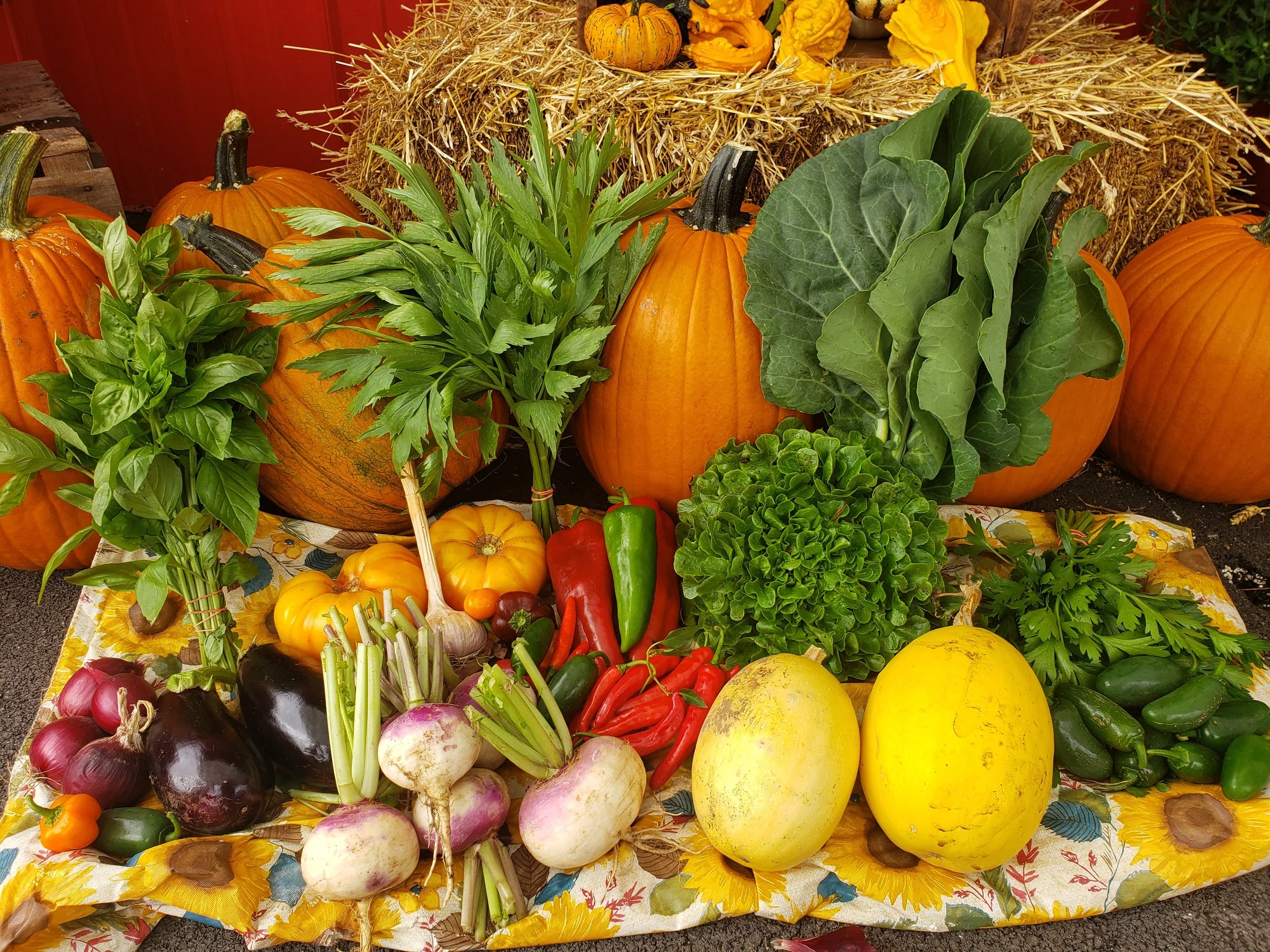 20200911_155607 - Copy.jpg