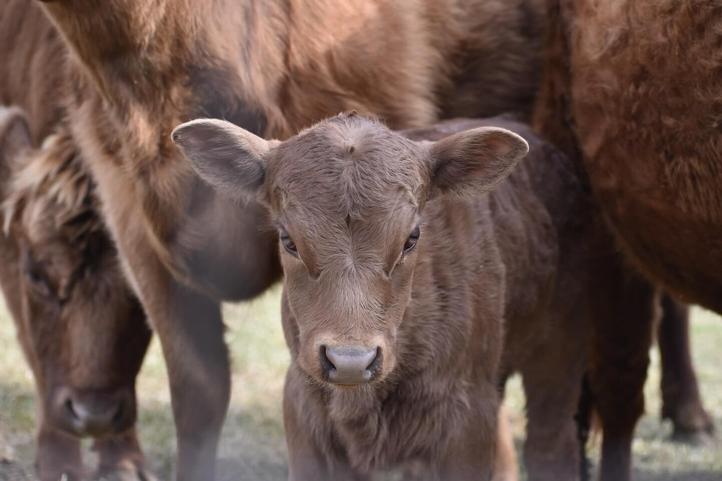 The newbies on the farm are growing quickly and enjoying this warm weather 💕