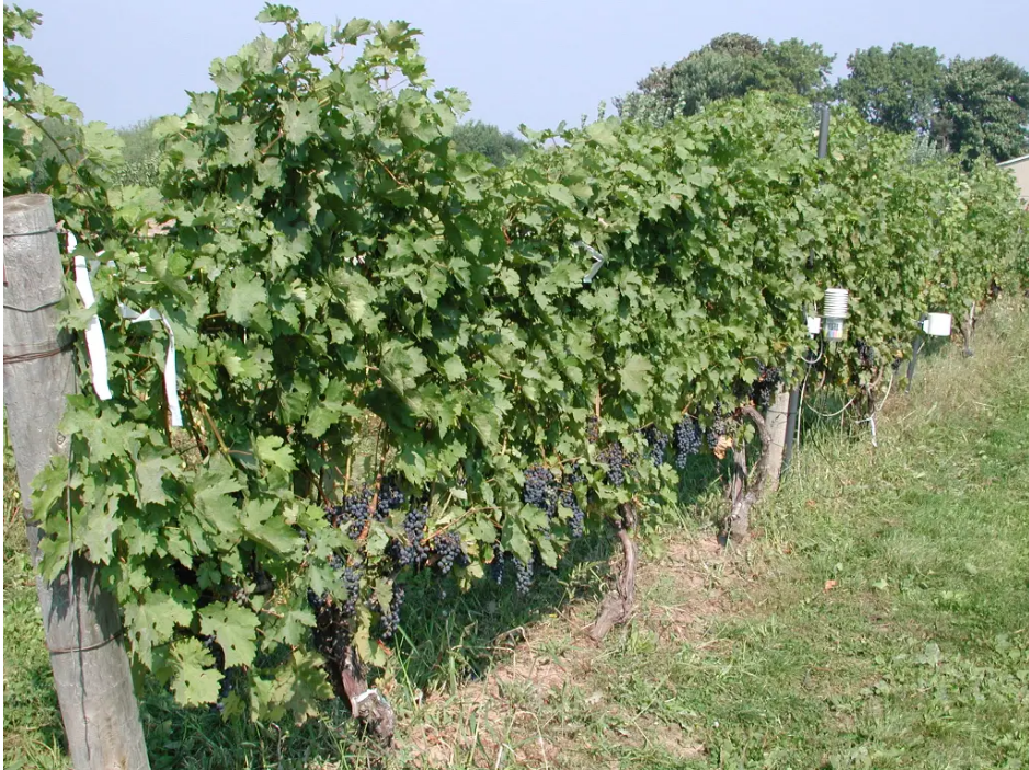 Grape Growers Tailgate Tour