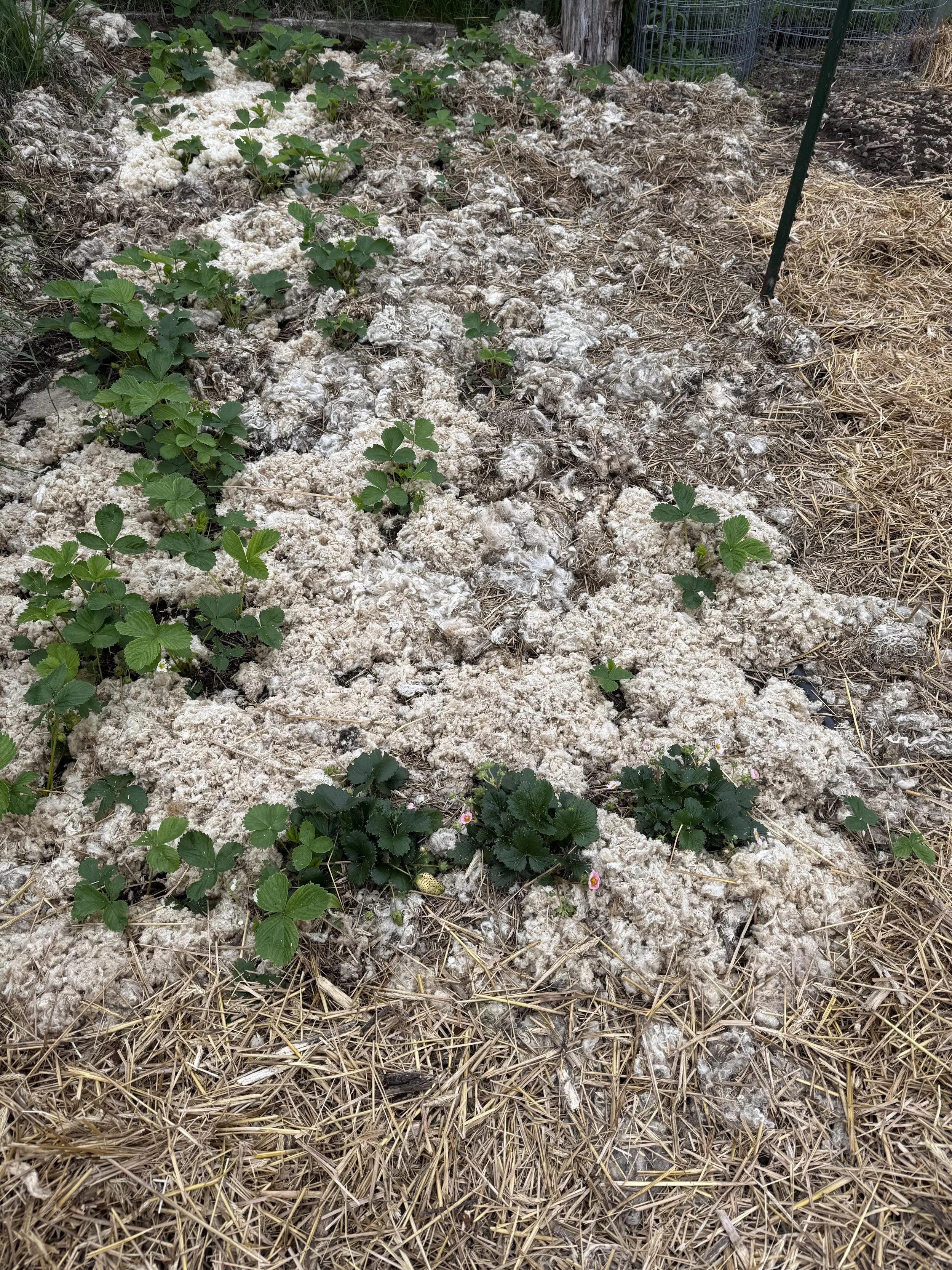 strawberries love to be mulched with wool.  Sheepy Shreds is the mulch to use for all plantings in the garden.