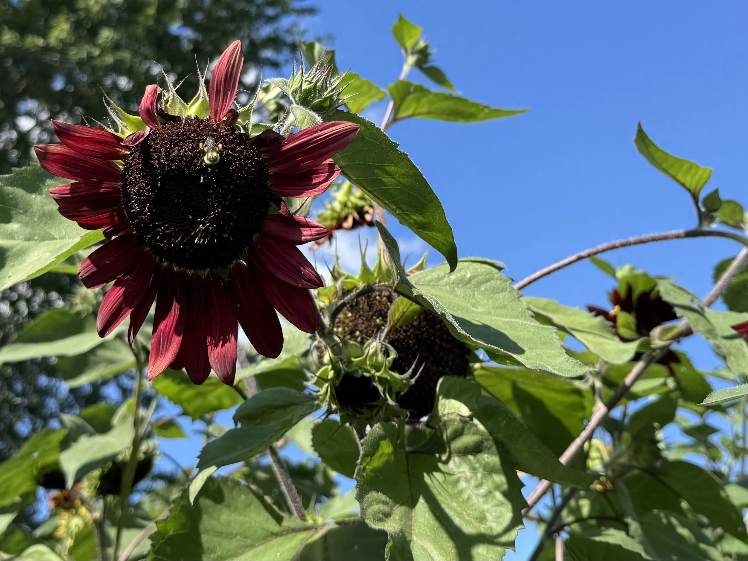 Community Gardening:  a terribly perfect idea