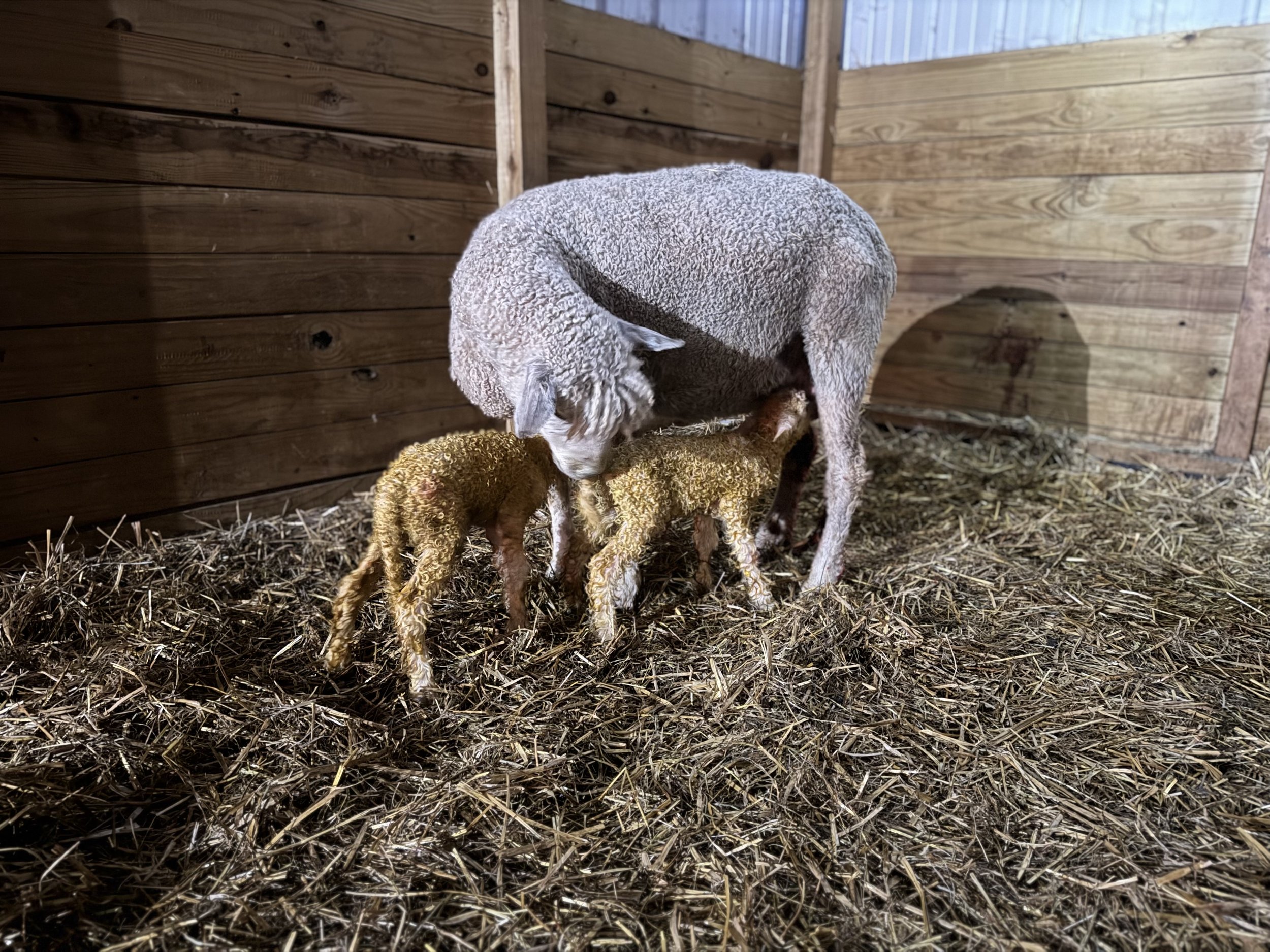 Cotswold sheep lambing