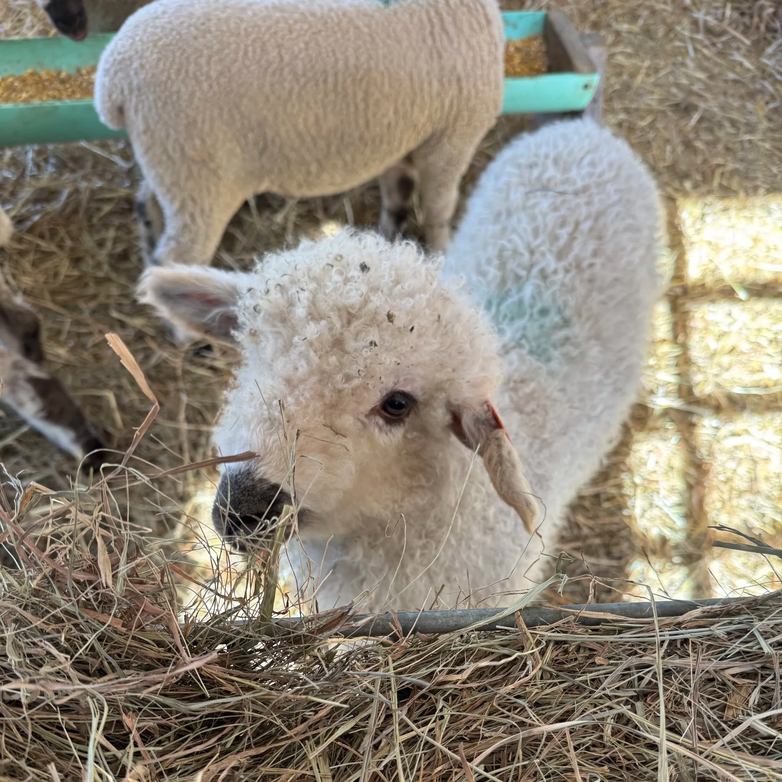 Valais blacknose sheep available in Wisconsin