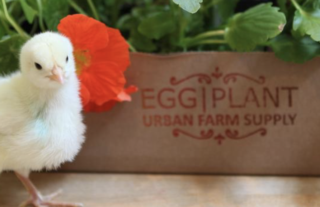 Find wool pellets in St. Paul, Minnesota.  Peat free products at Eggplant Urban Supply Company.