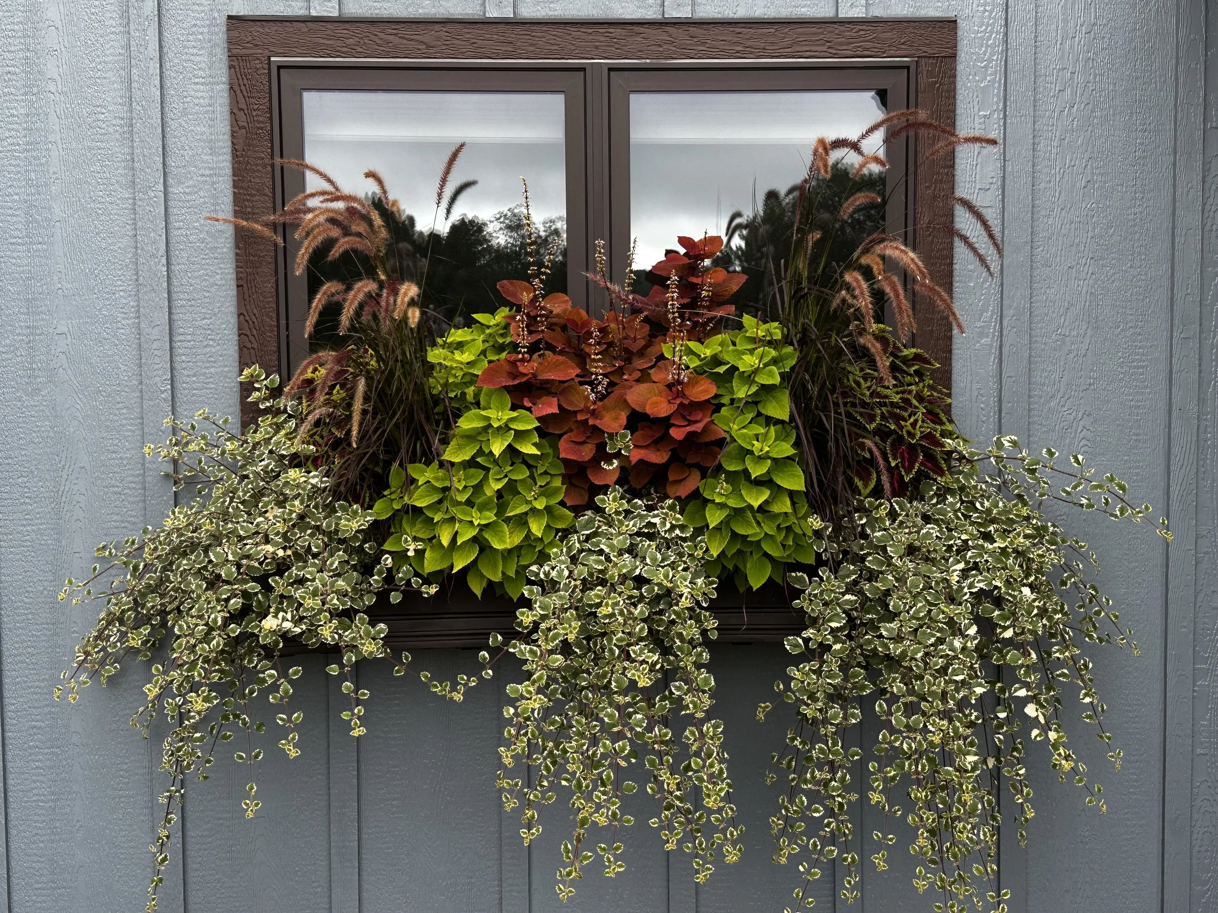 Wool pellets are great in window boxes