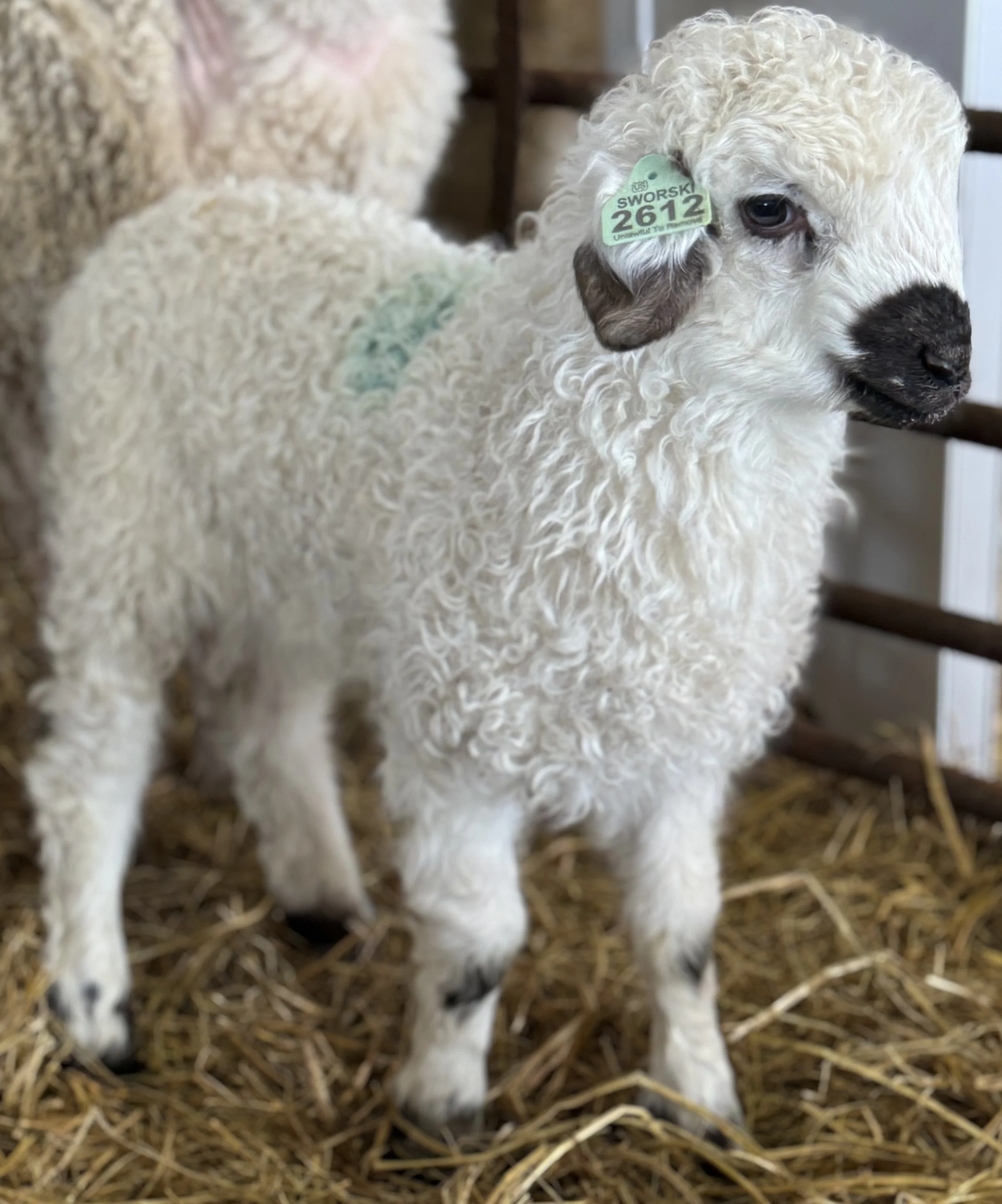 How to find a Valias Blacknose sheep in the midwest.