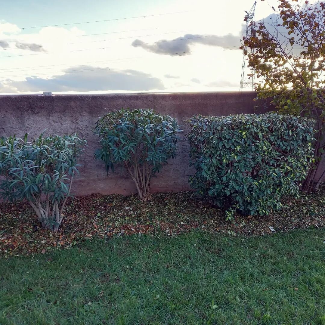 Aujourd'hui c'&eacute;tait op&eacute;ration &quot;rien &agrave; &eacute;vacuer !&quot;
Apr&egrave;s avoir fait l'entretien du massif et des arbres du jardin, les d&eacute;chets verts sont pass&eacute;s &agrave; la moulinette. Plus s&eacute;rieusement