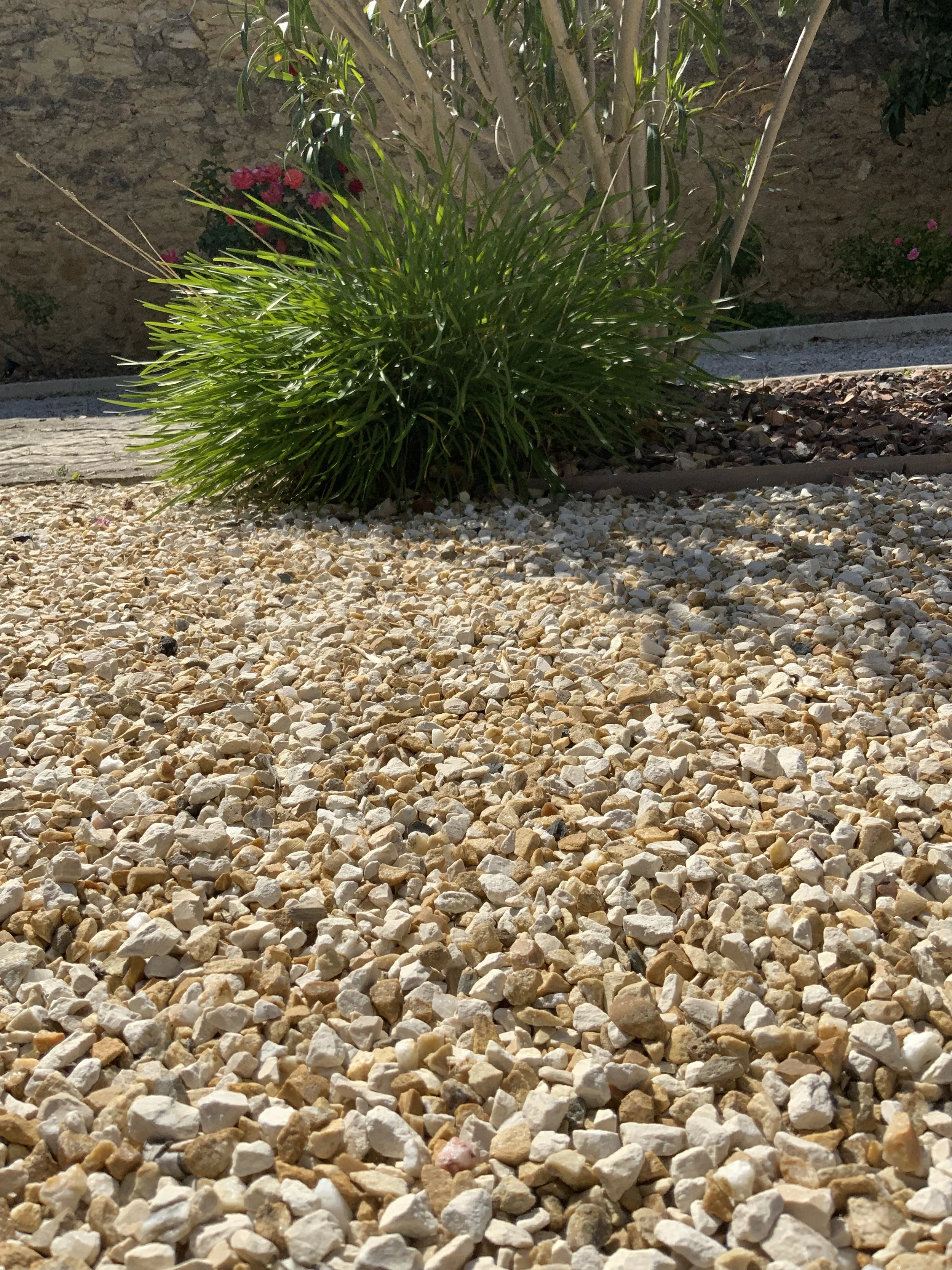 Un arbuste avec de longues feuilles vertes, planté dans un jardin entouré d'une clôture en pierre et de fleurs roses, avec un sol en gravier beige.