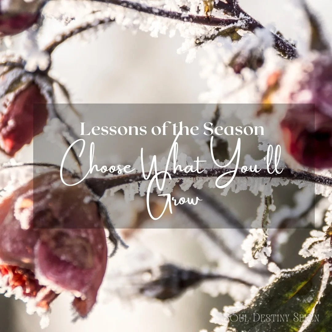 Lessons of the Season: Choose what you&rsquo;ll grow. 🌹

Your life is always responding to what you water.
Your thoughts. Your habits. Your energy. Your relationships.

This is your reminder that you get to be intentional.
Not everything deserves yo