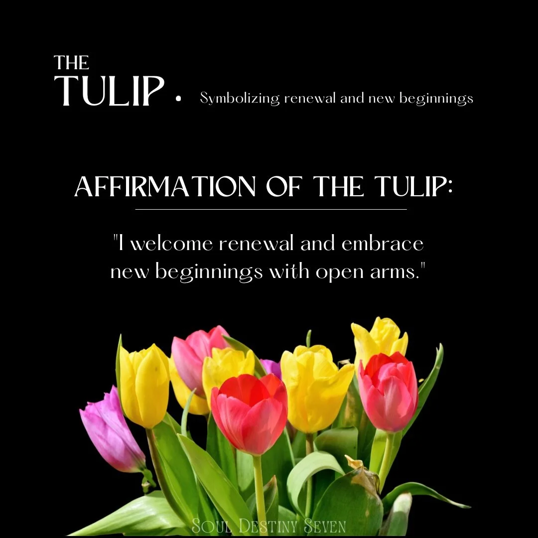 ✨ Floriography Friday: Tulip✨

Tulip is the flower of perfect love, renewal, and fresh beginnings, a reminder that you&rsquo;re allowed to bloom again and again, no matter what season you&rsquo;re in. 🌷✨

This bloom holds the energy of confident aff