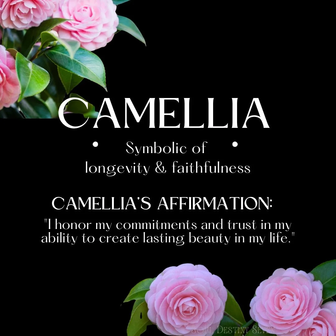 🌸 Camellias bloom with quiet elegance, offering beauty in seasons when much of the garden still rests.

In the language of flowers, camellias symbolize devotion, admiration, gratitude, and enduring love. Their perfectly layered petals remind us that