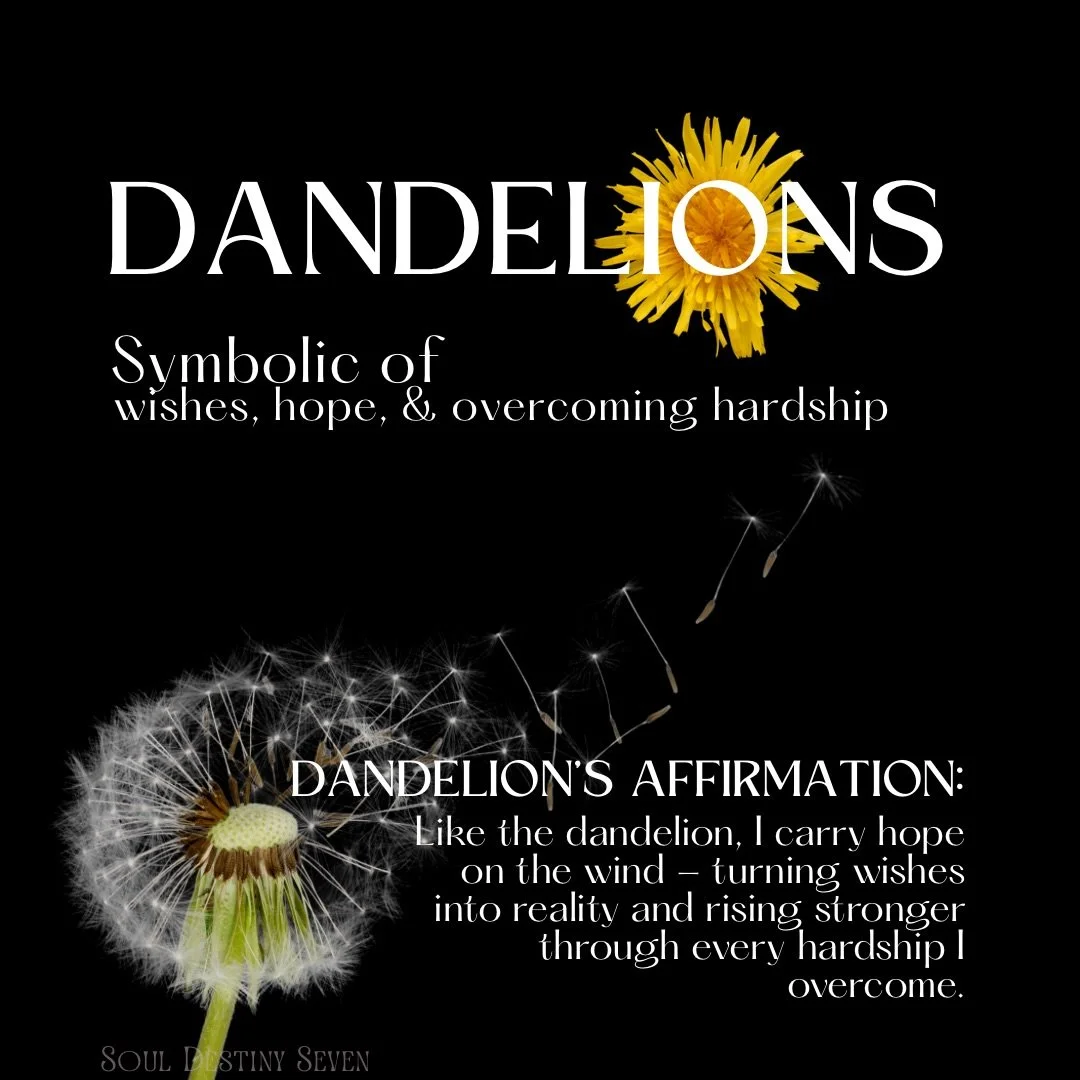 🌼 Often dismissed as a weed, the dandelion is actually one of nature&rsquo;s greatest reminders of resilience and transformation.

In the language of flowers, dandelions symbolize hope, perseverance, healing, and the power of wishes carried on the w