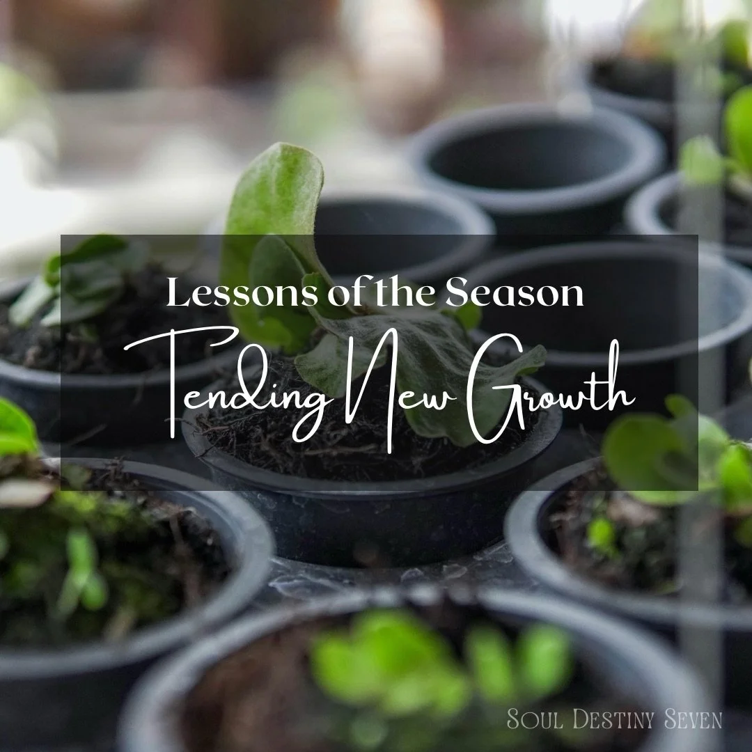 Tending new growth in the garden teaches us that growth in life also requires patience, nourishment, and trust. 🌱 

The small habits we nurture today become the blooms we celebrate tomorrow. Some seasons are for planting roots before the flourishing