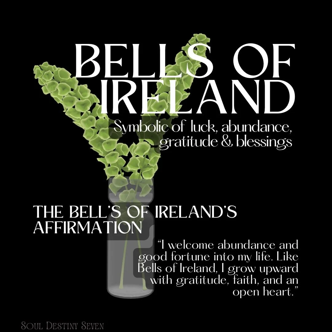 With their vibrant green blooms and towering stems, Bells of Ireland are symbols of good fortune, abundance, growth, and unexpected blessings. In the language of flowers, they remind us that prosperity isn&rsquo;t always loud&mdash;it often arrives q