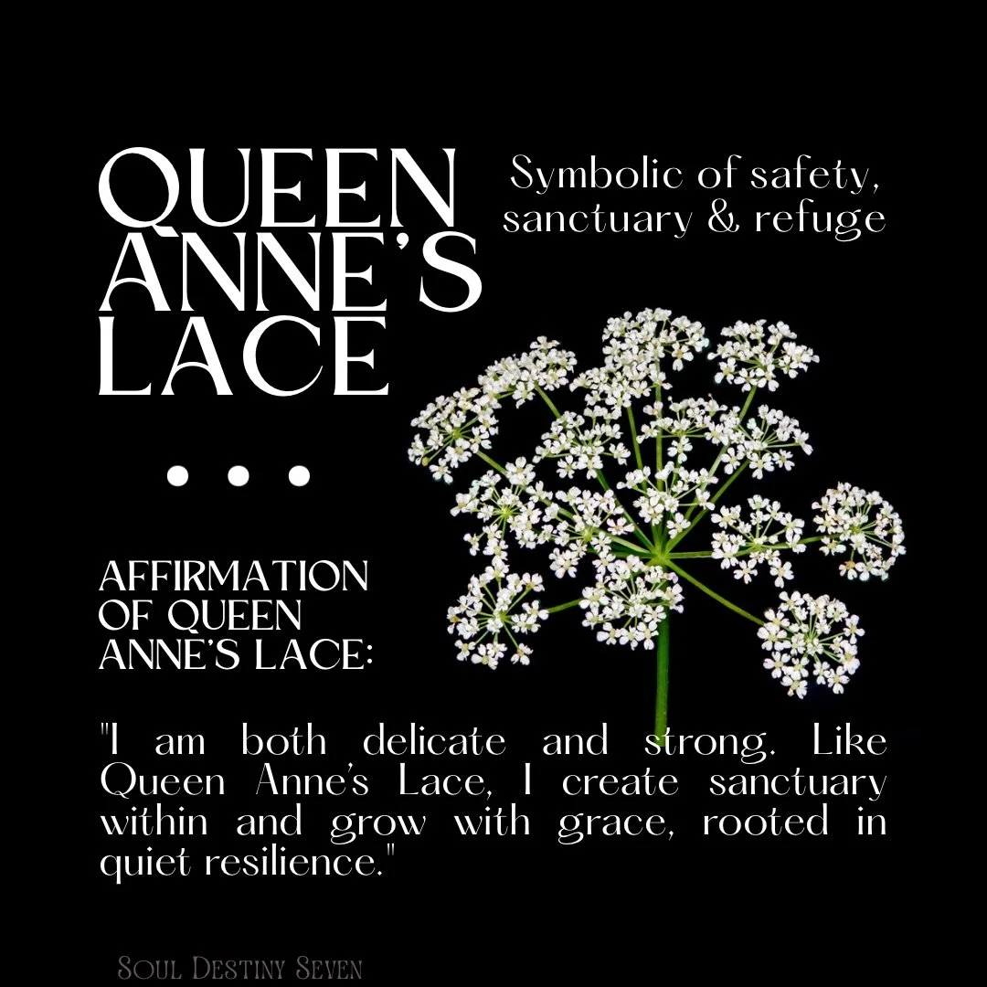 Queen Anne&rsquo;s Lace carries the message of sanctuary, delicacy, and quiet strength. Its intricate bloom reminds us that beauty often lives in what is wild, overlooked, and beautifully imperfect. 🤍🥹

In the language of flowers, it speaks to prot