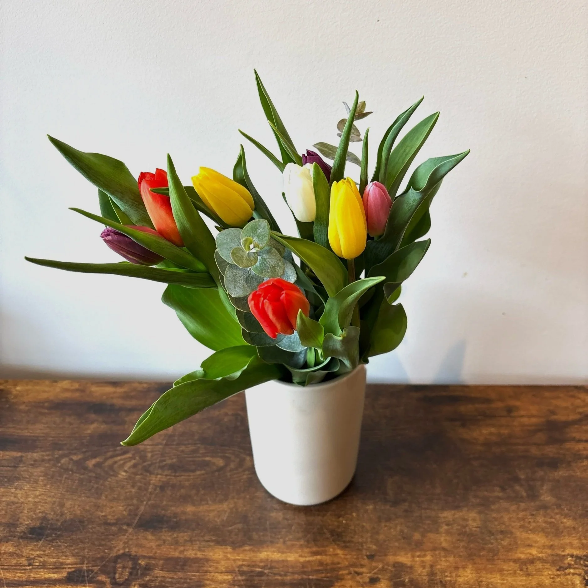 tulipes printemps / spring time tulips