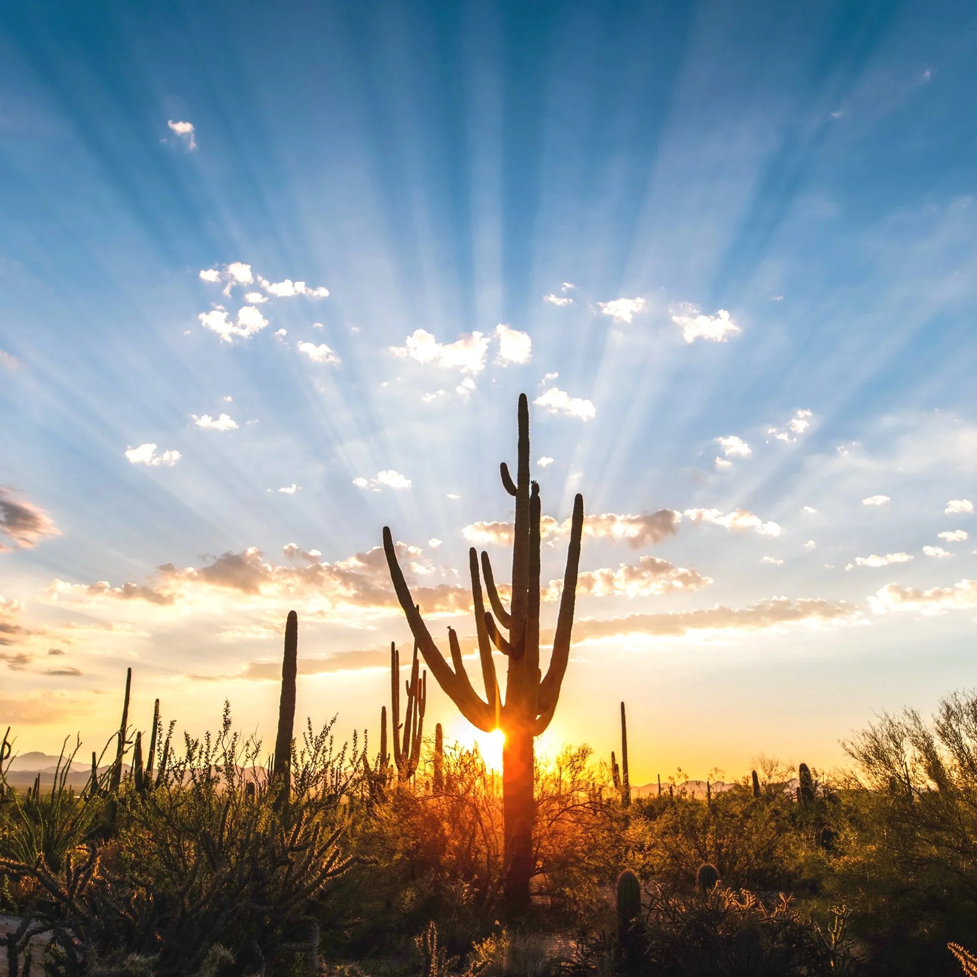 E_sunset_saguaro.jpg