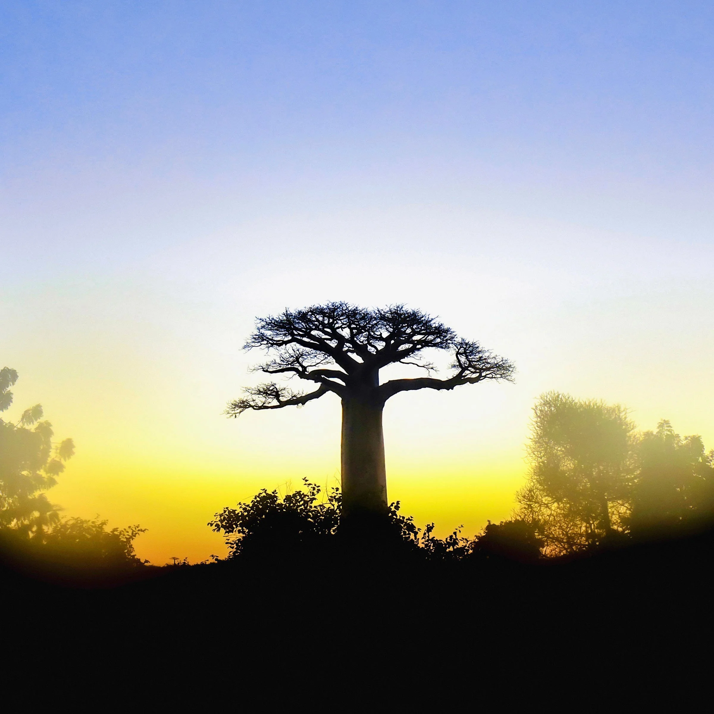 baobab_xl.jpg