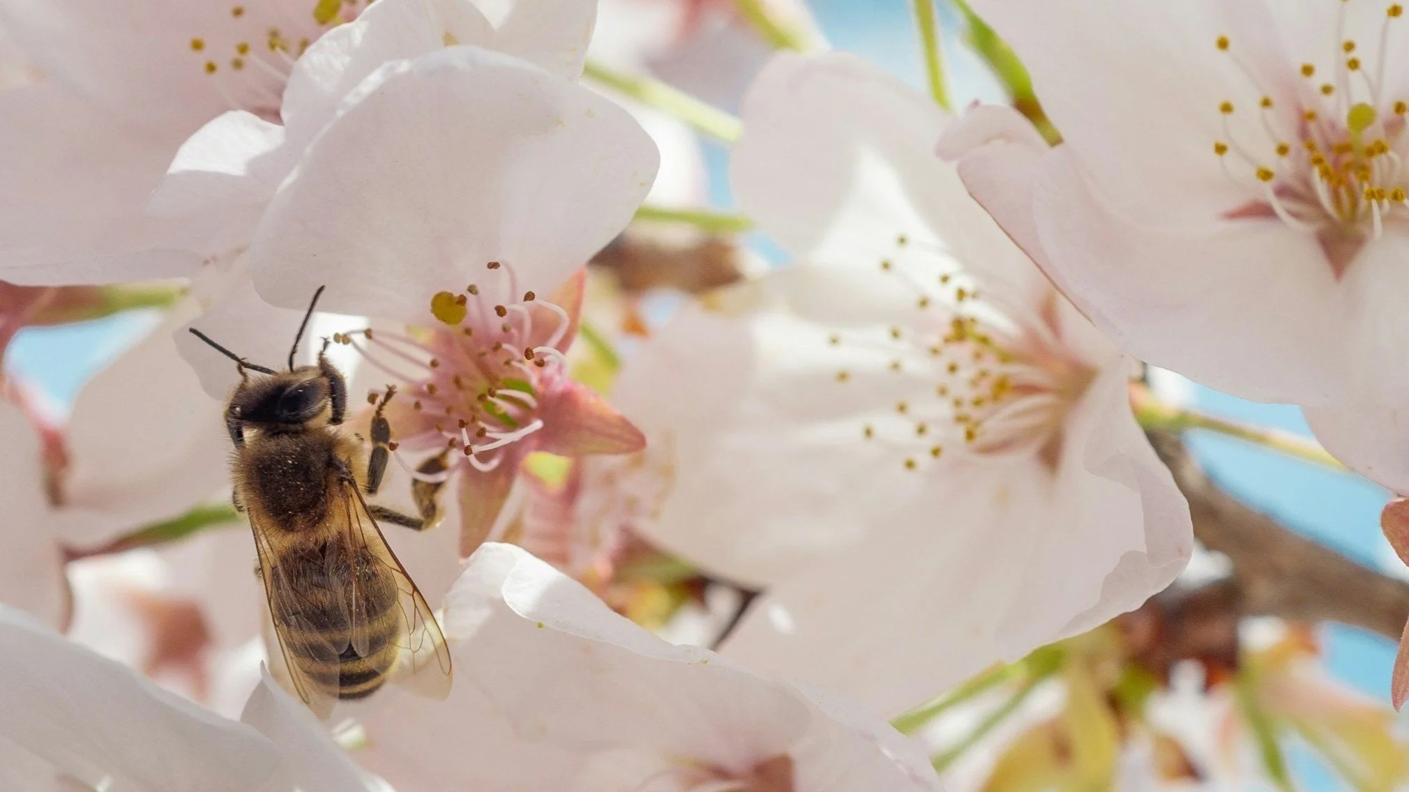 A honey bee collecting nectar from light pink almond blossoms.