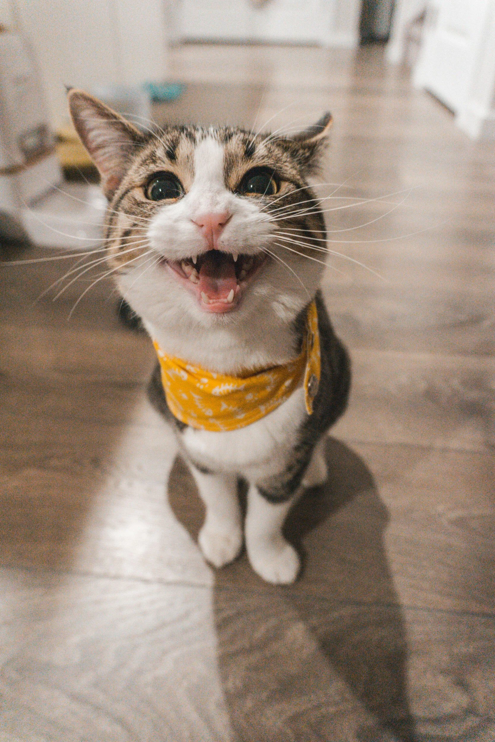 A happy tabby and white cat wearing a yellow bandana with white patterns, sitting on a wooden floor and looking up with an open mouth.