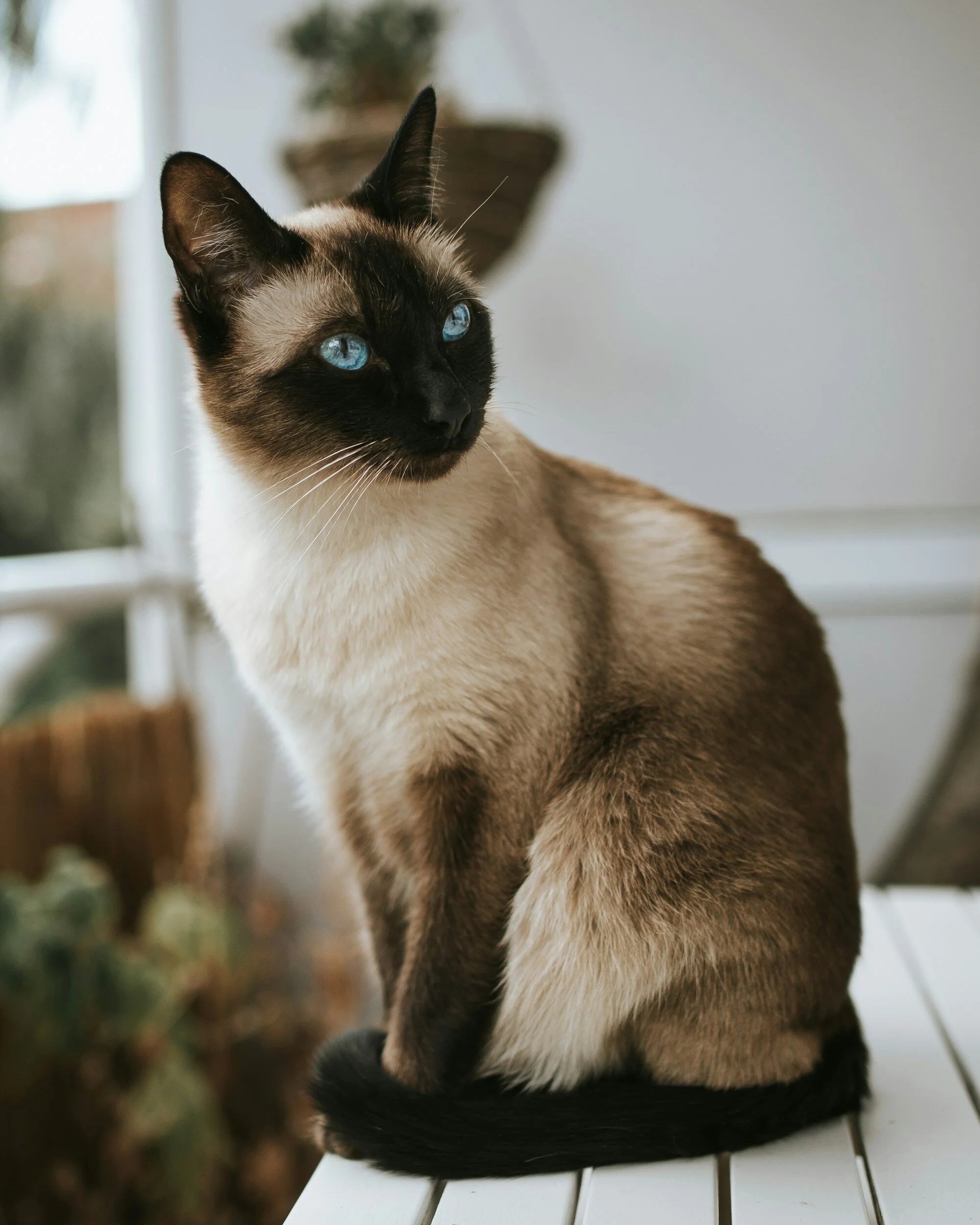 A Siamese cat with blue eyes sitting indoors on a white surface, with a blurred background of potted plants and a window.
