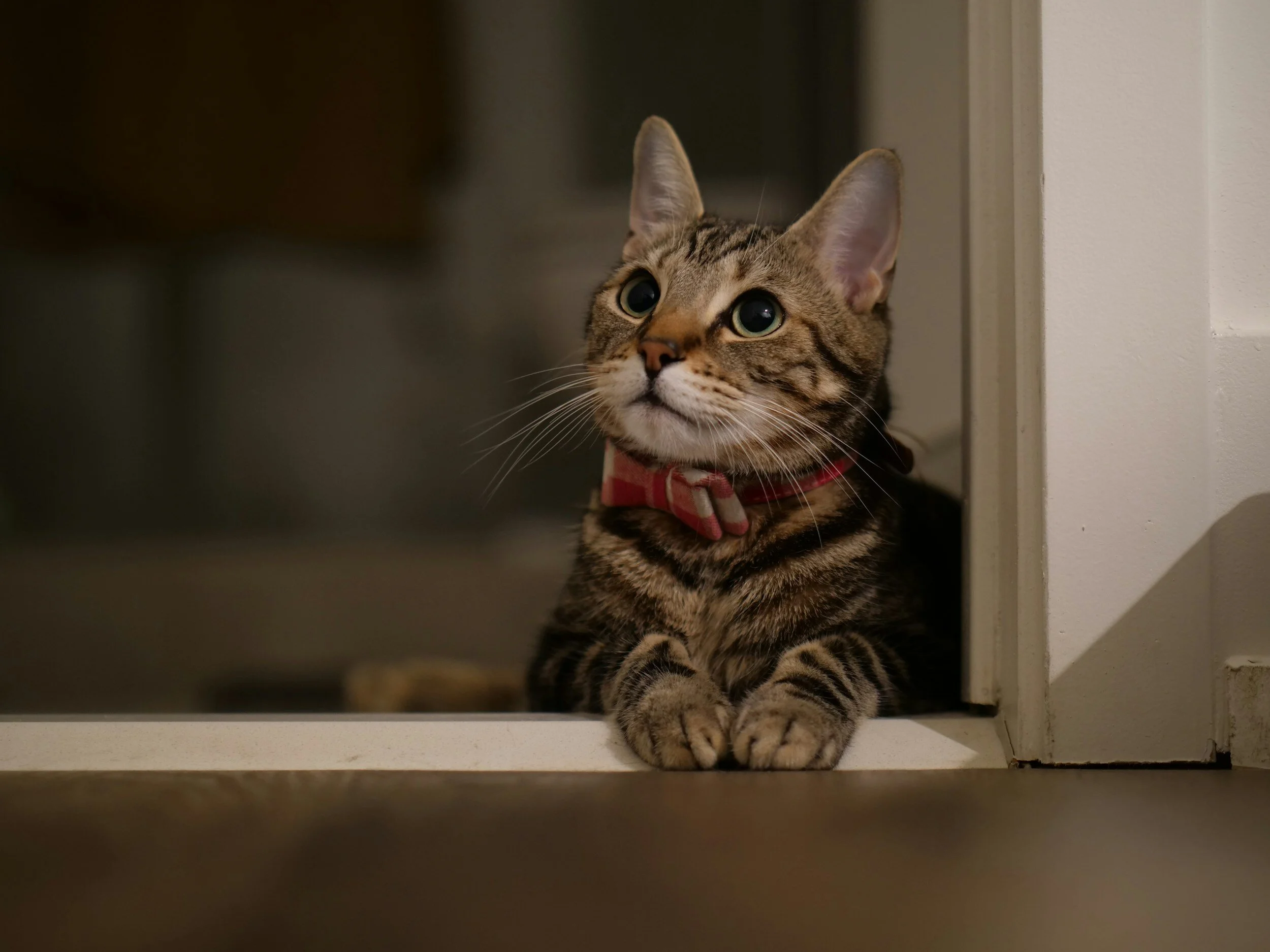 A tabby cat with green eyes and a red collar lying on a door threshold, looking attentively to the left.